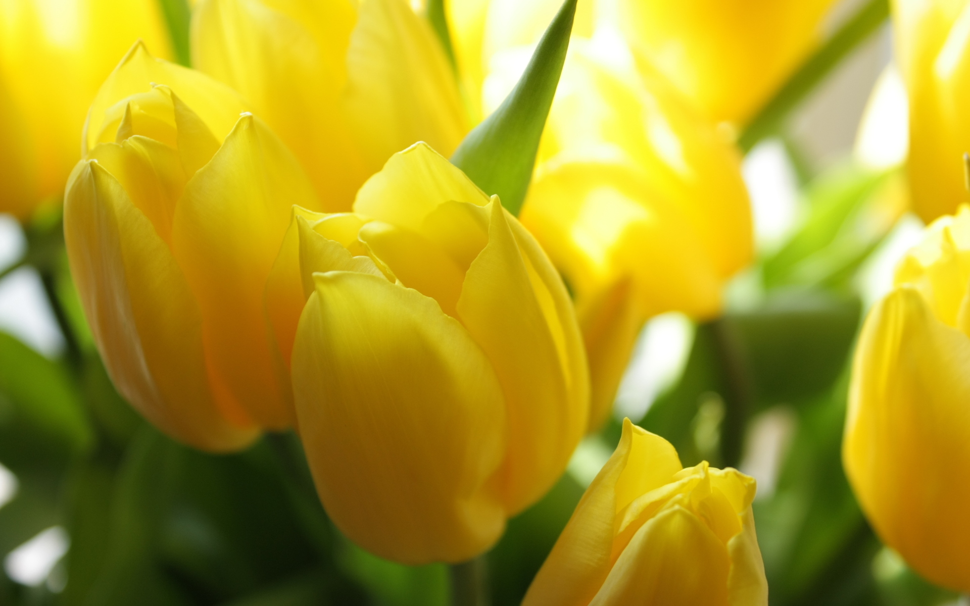 Téléchargez des papiers peints mobile Tulipe, Fermer, Macro, Fleurs, La Nature, Fleur, Terre/nature gratuitement.