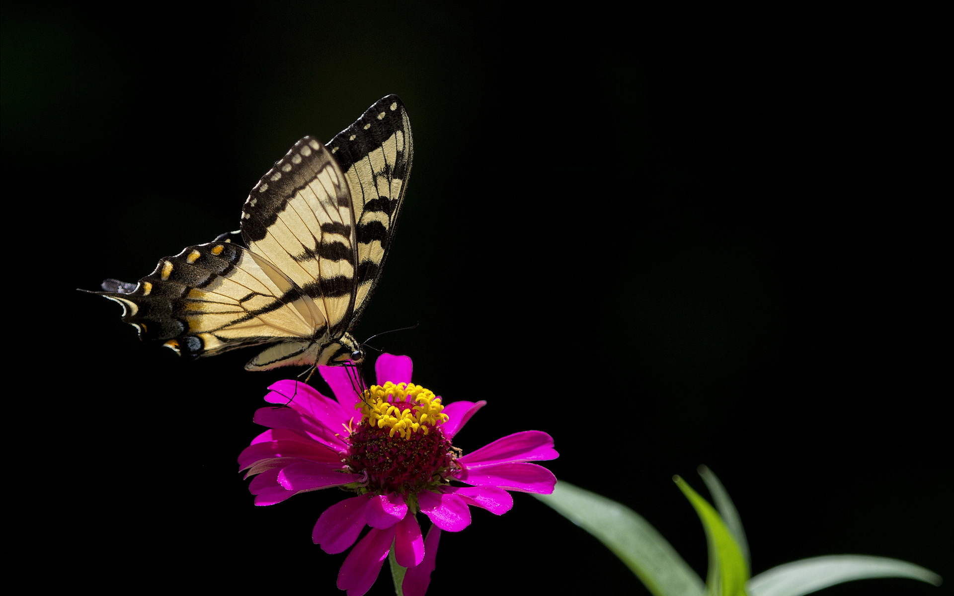 Laden Sie das Tiere, Schmetterlinge, Blume, Nahansicht, Lila Blume-Bild kostenlos auf Ihren PC-Desktop herunter