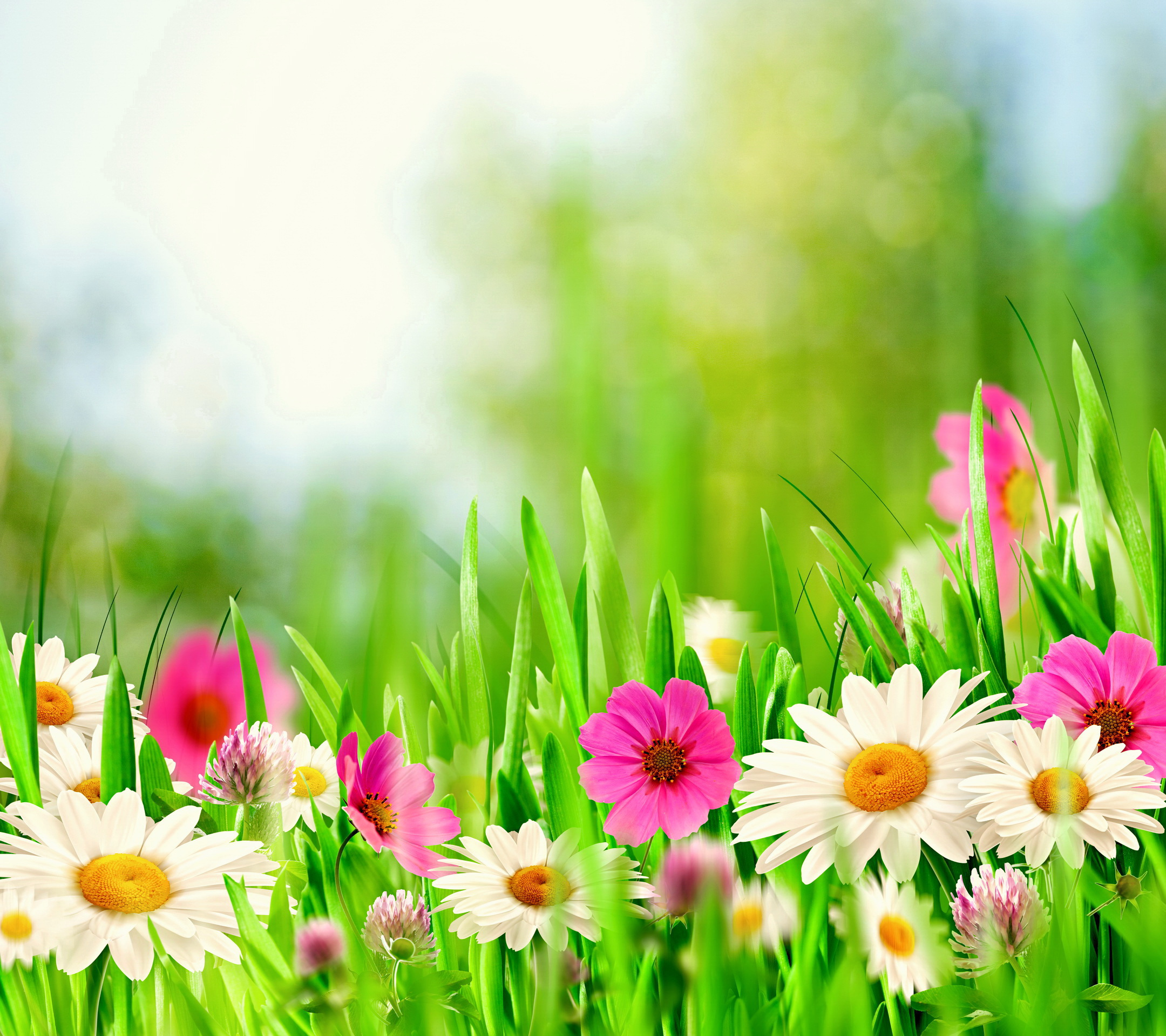 Download mobile wallpaper Nature, Flowers, Grass, Flower, Close Up, Earth, Spring, Bokeh, Daisy, White Flower, Pink Flower for free.