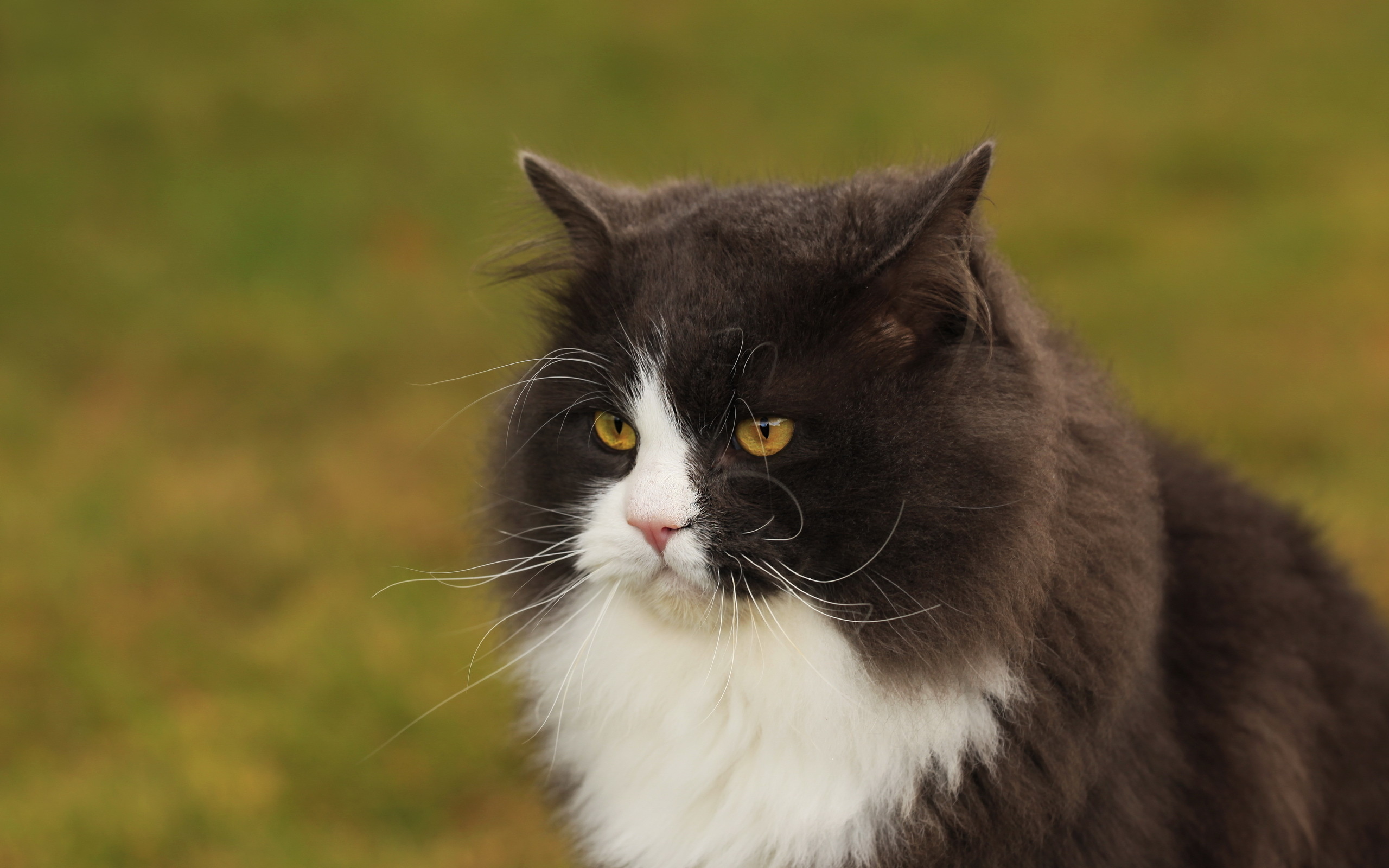 Handy-Wallpaper Tiere, Katzen, Katze kostenlos herunterladen.