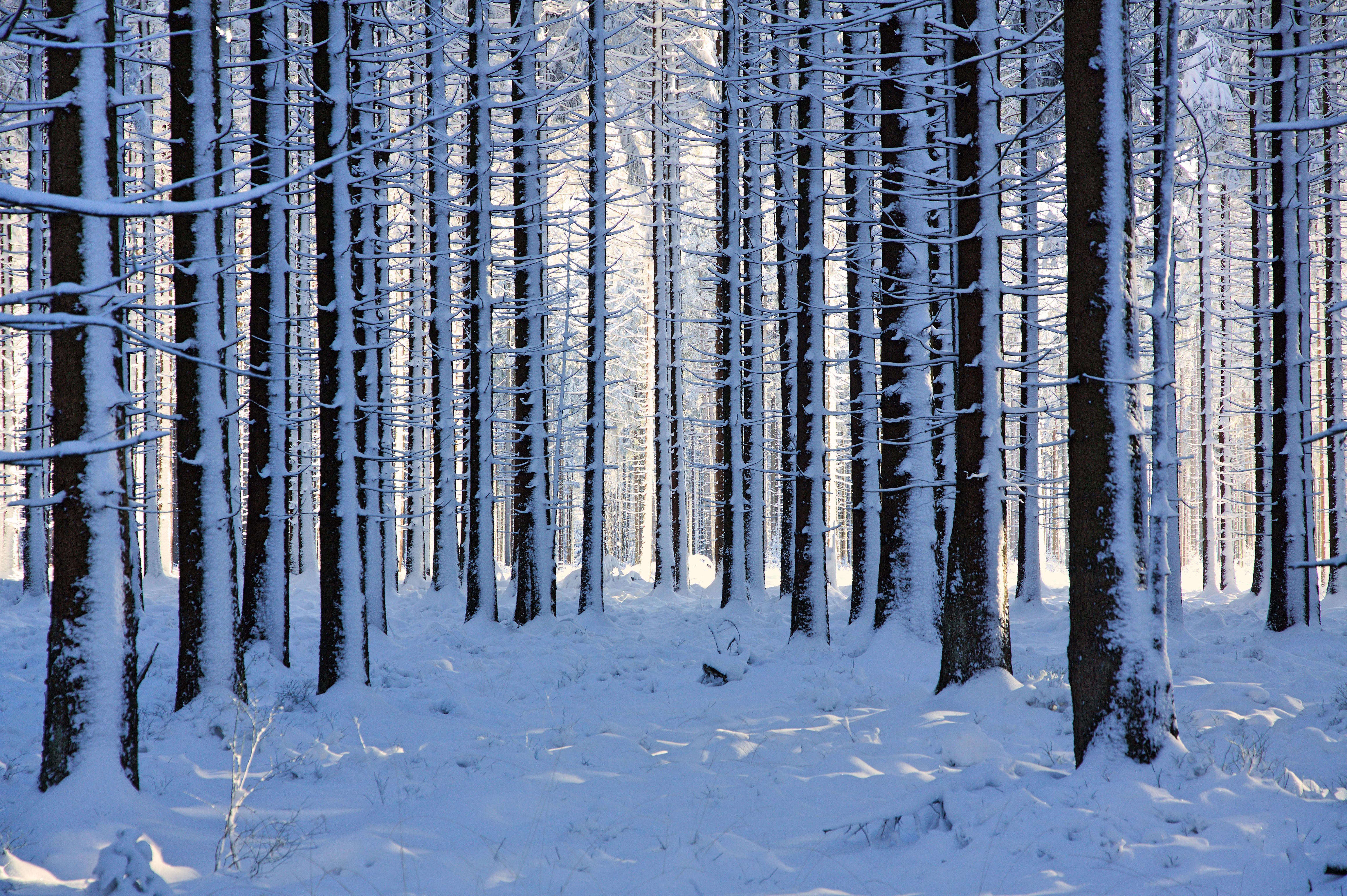 Завантажити шпалери безкоштовно Зима, Природа, Сніг, Ліс, Дерево, Земля картинка на робочий стіл ПК