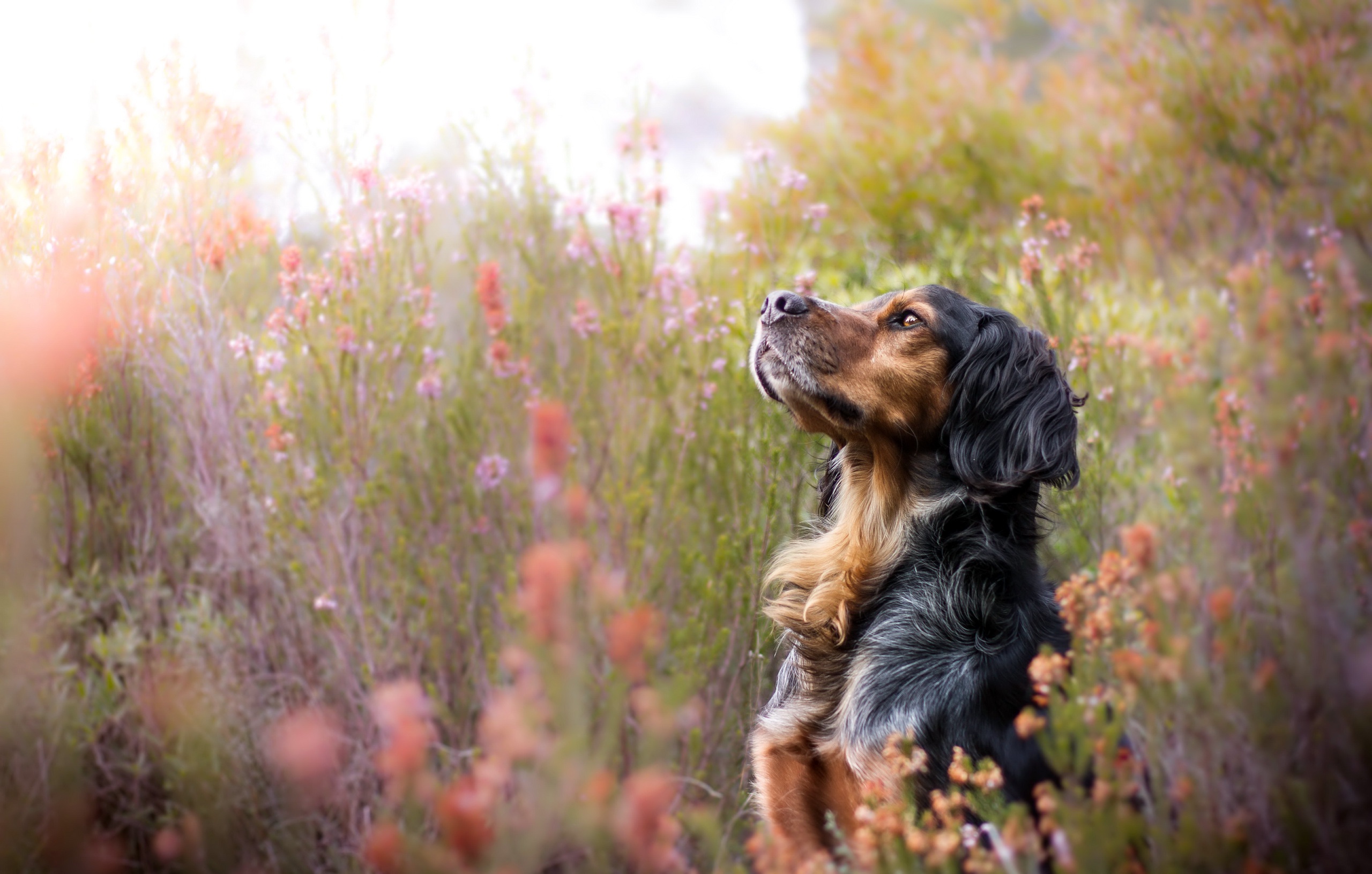 Download mobile wallpaper Nature, Dogs, Flower, Dog, Muzzle, Blur, Animal for free.