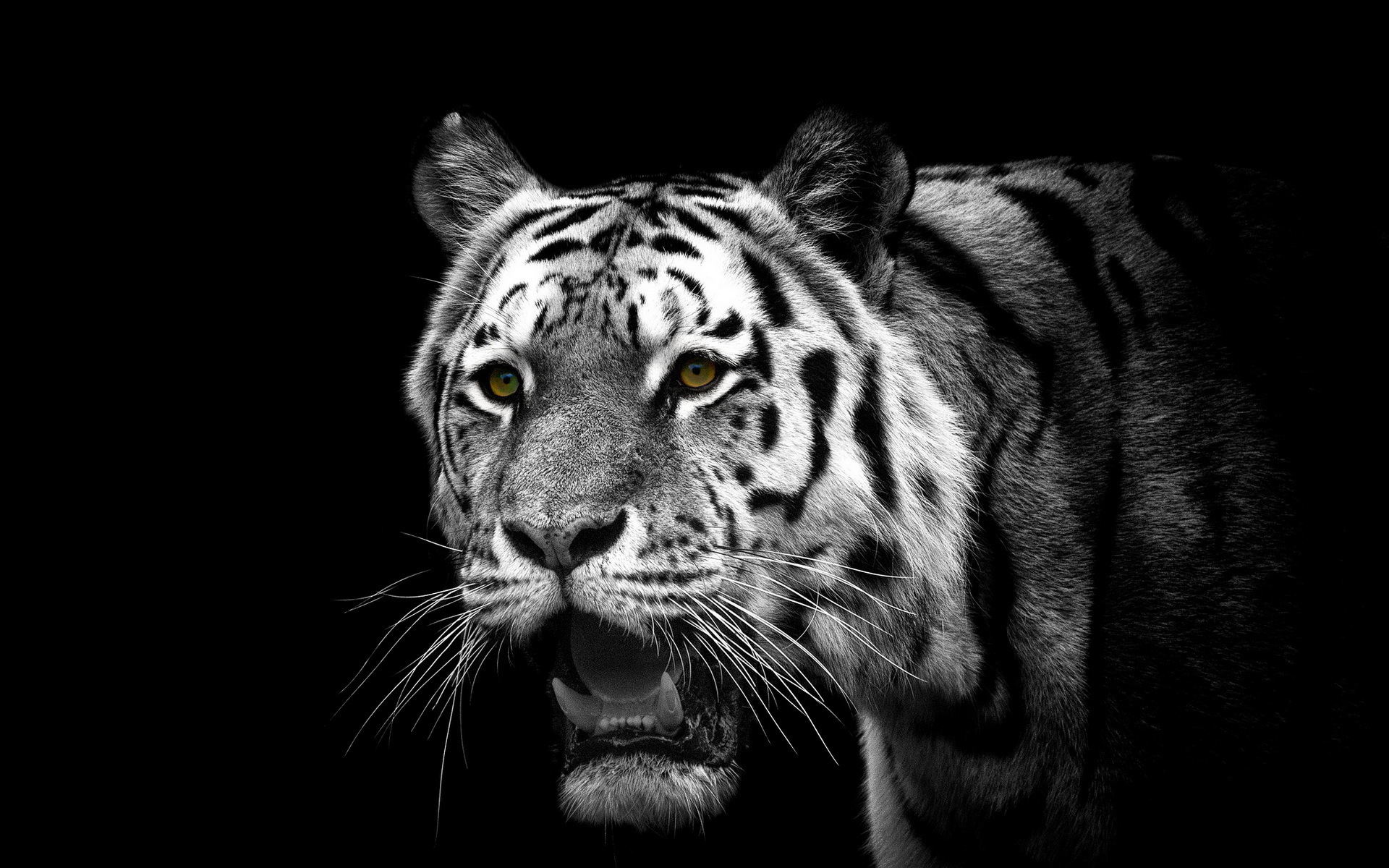 white tiger, animal, cats