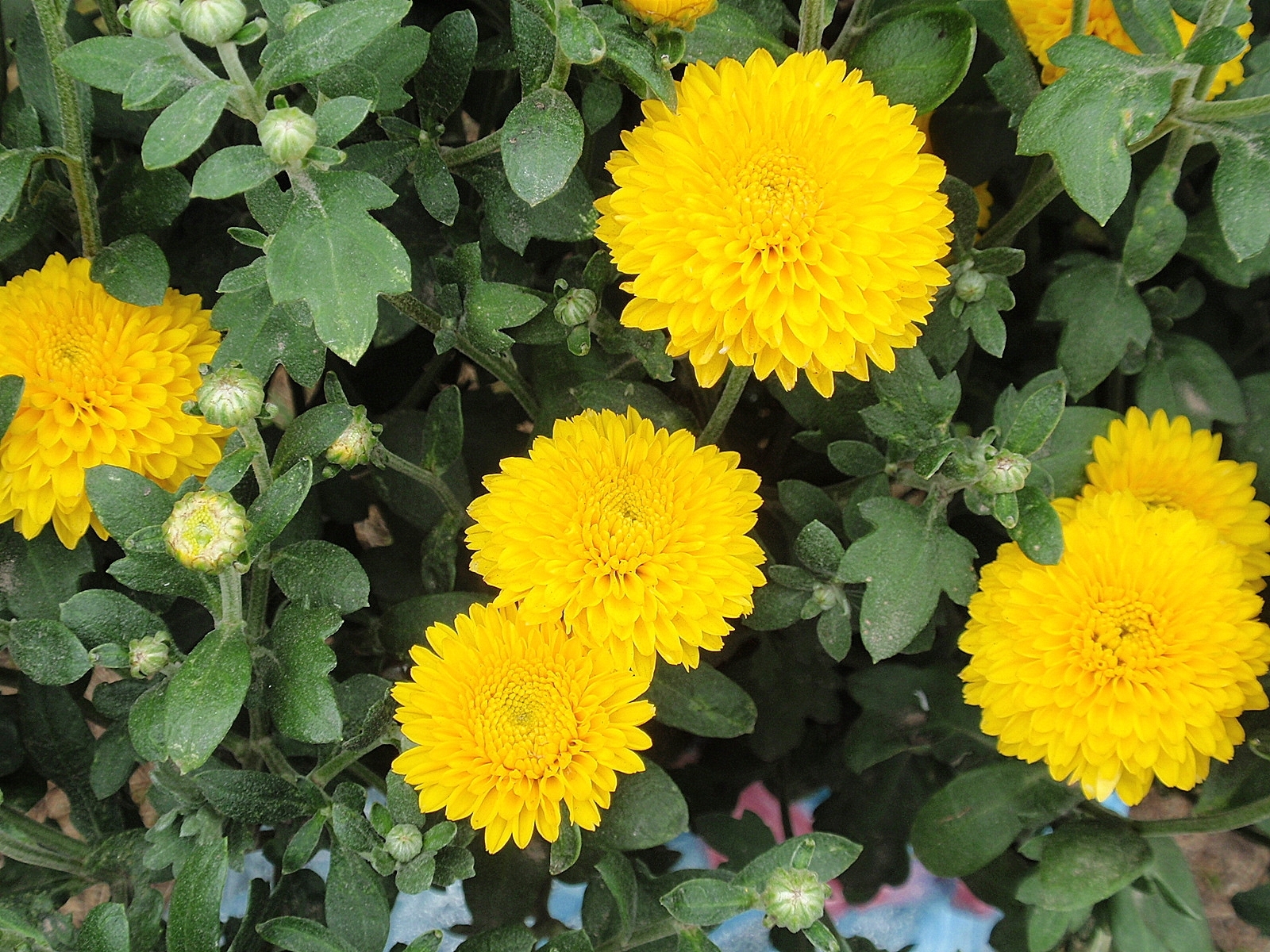 Download mobile wallpaper Plants, Chrysanthemum, Flowers for free.