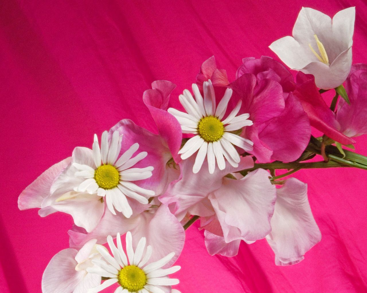 Download mobile wallpaper Flowers, Binding, Camomile, Background for free.