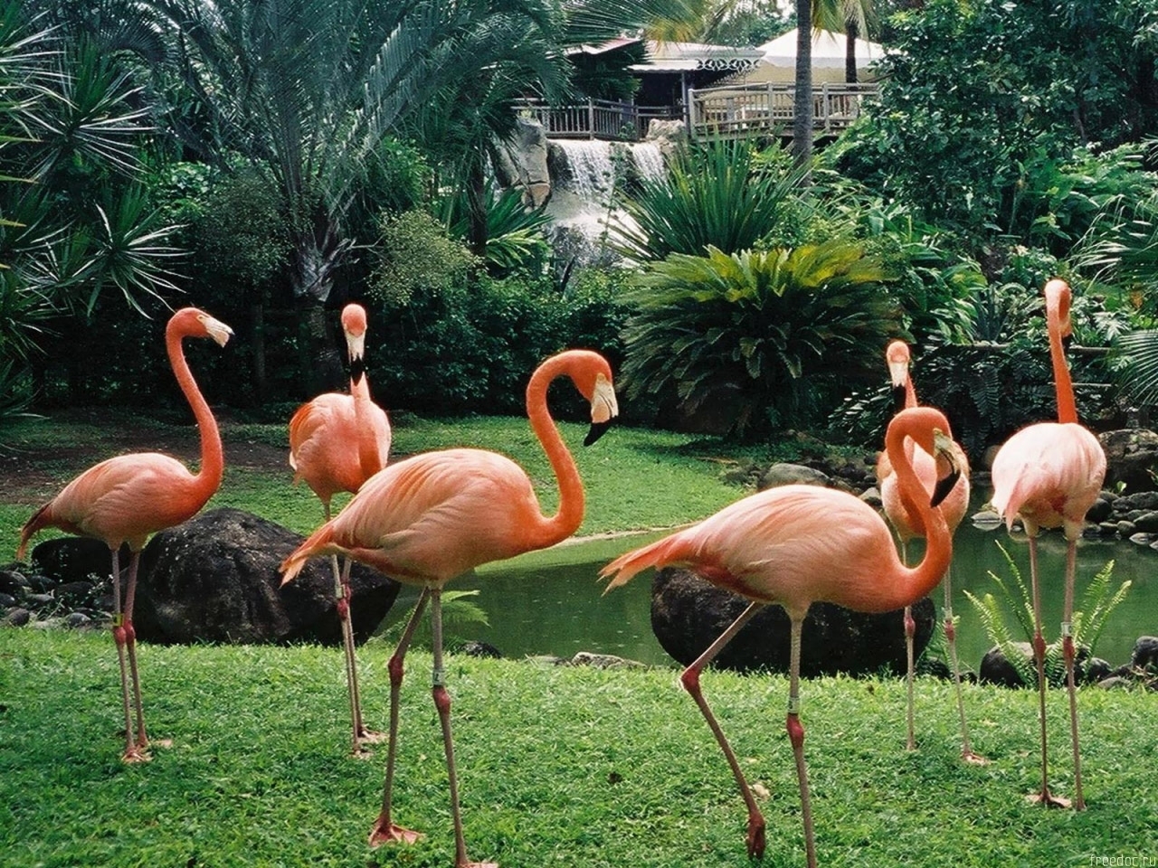 Téléchargez des papiers peints mobile Animaux, Oiseaux, Flamingo gratuitement.