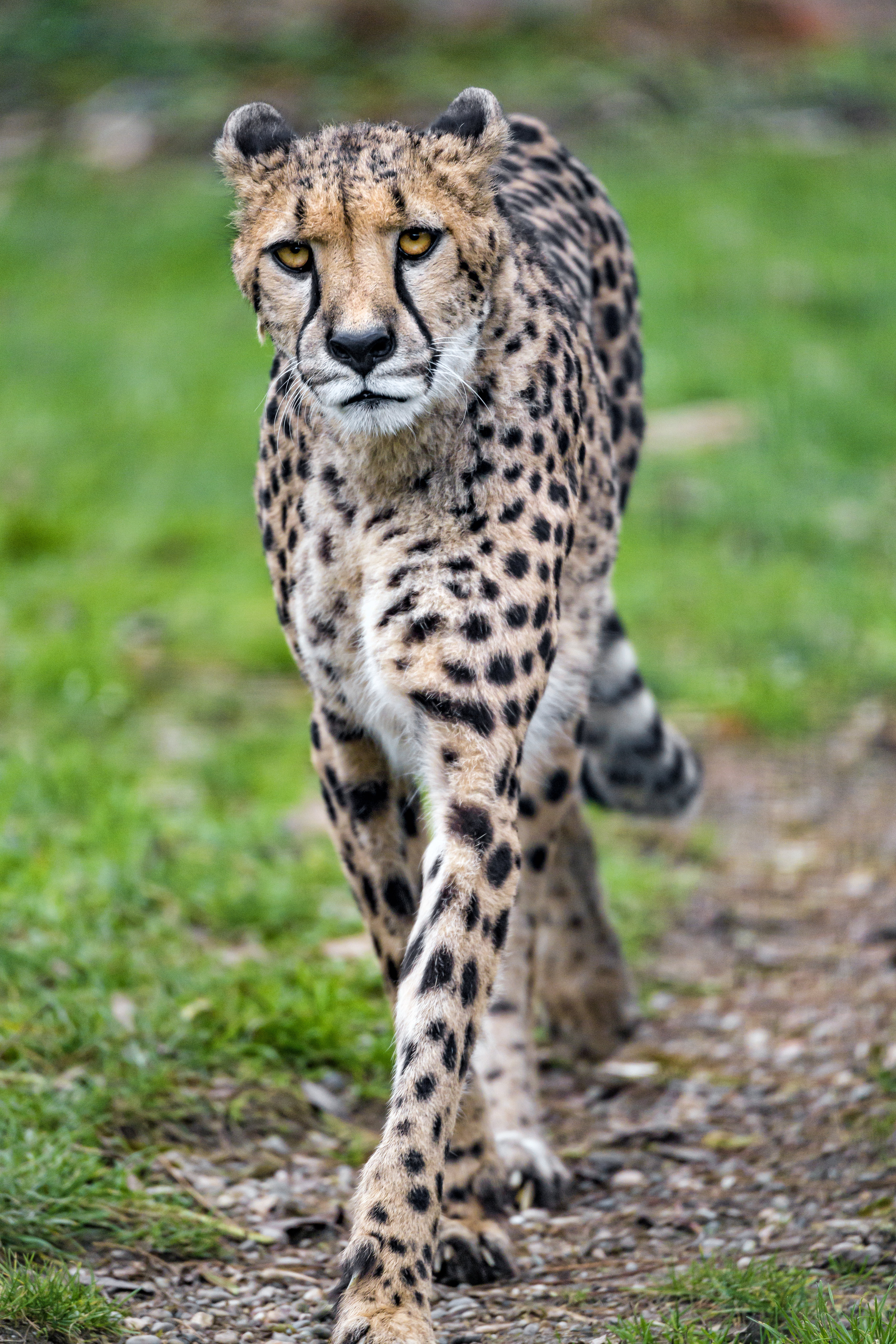 cheetah, animals, muzzle, predator, big cat, sight, opinion 8K