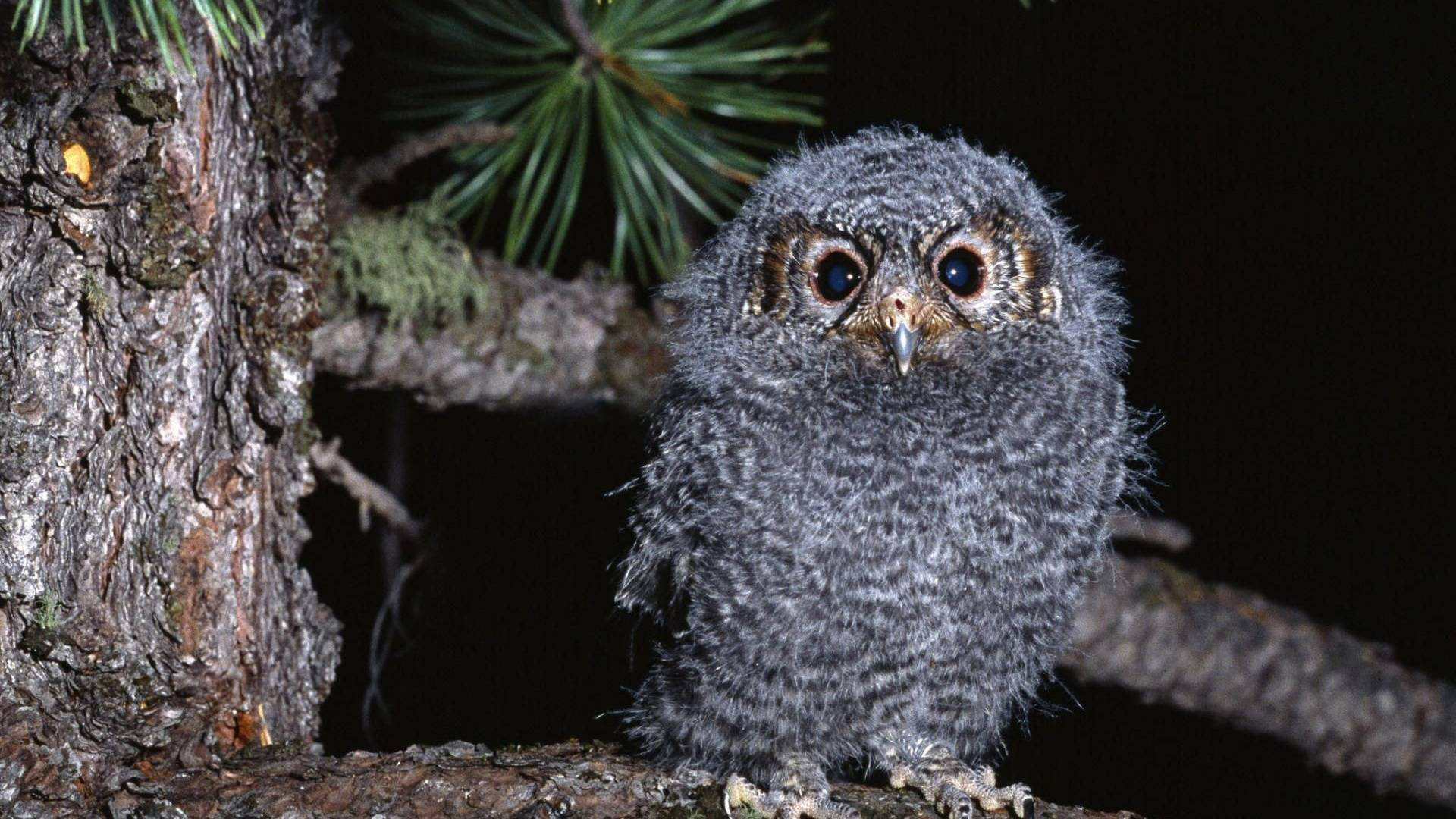 Baixe gratuitamente a imagem Animais, Aves, Coruja na área de trabalho do seu PC