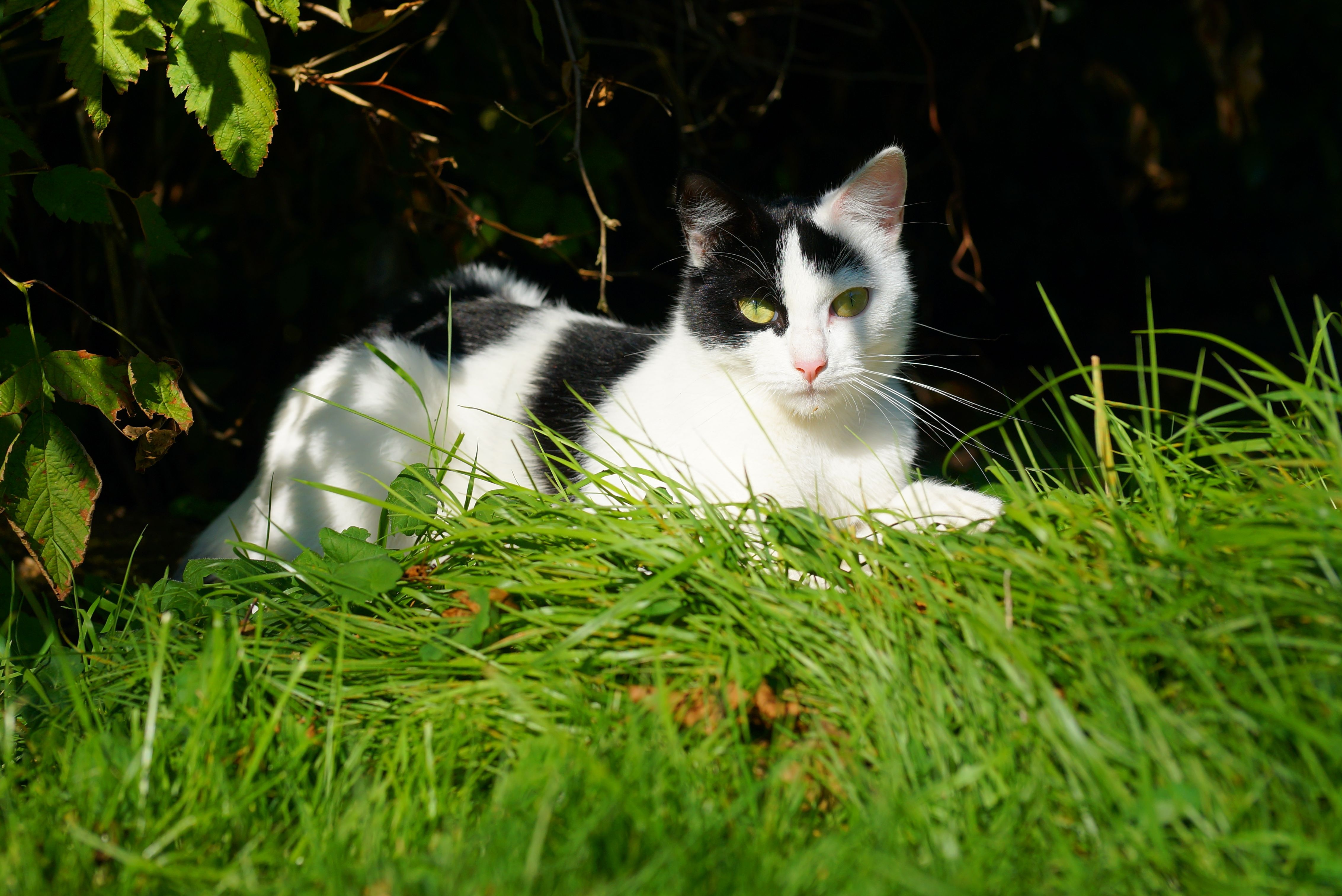 Laden Sie das Tiere, Katzen, Katze, Gras-Bild kostenlos auf Ihren PC-Desktop herunter