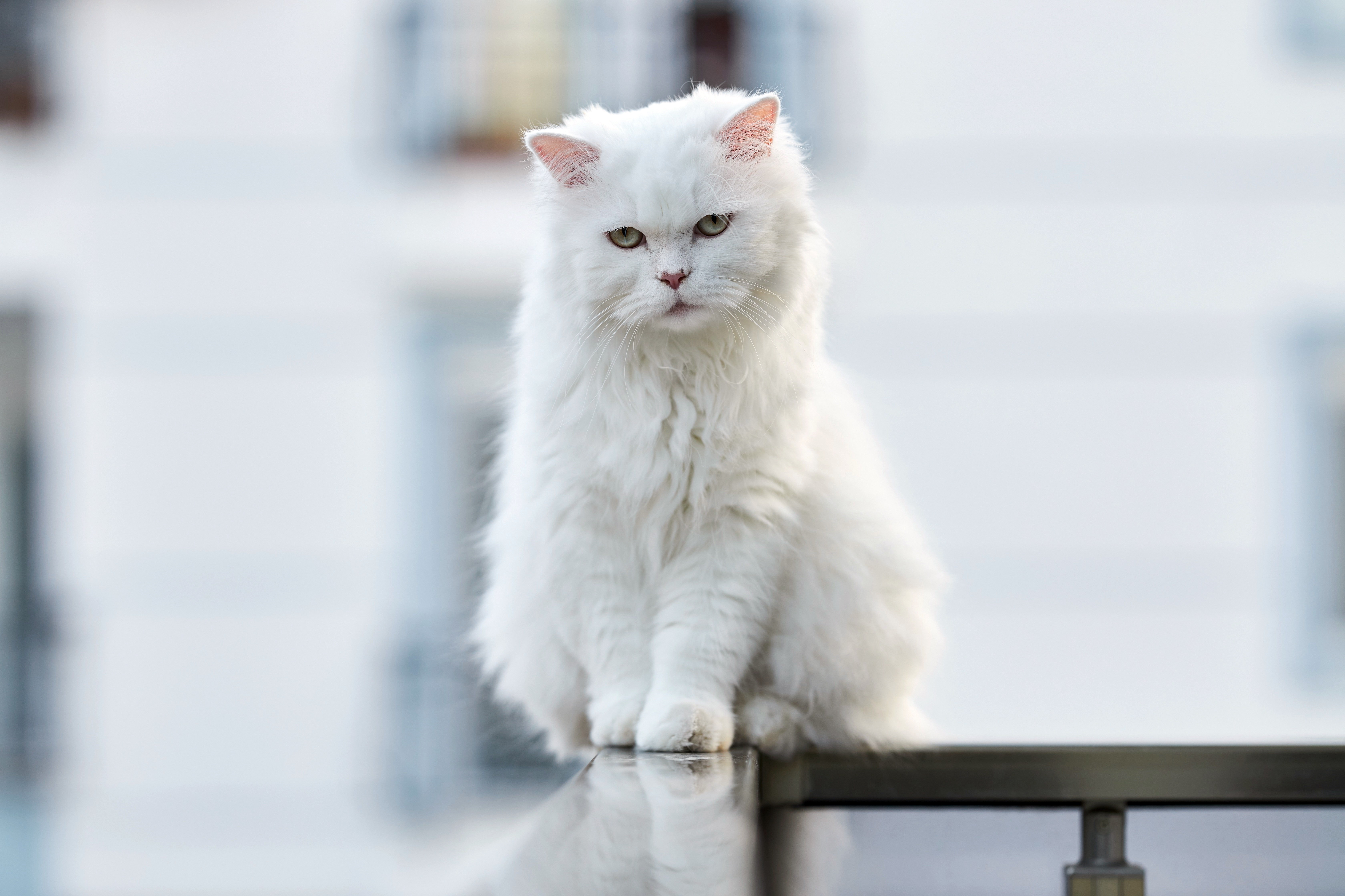 Free download wallpaper Cats, Cat, Animal, Depth Of Field on your PC desktop