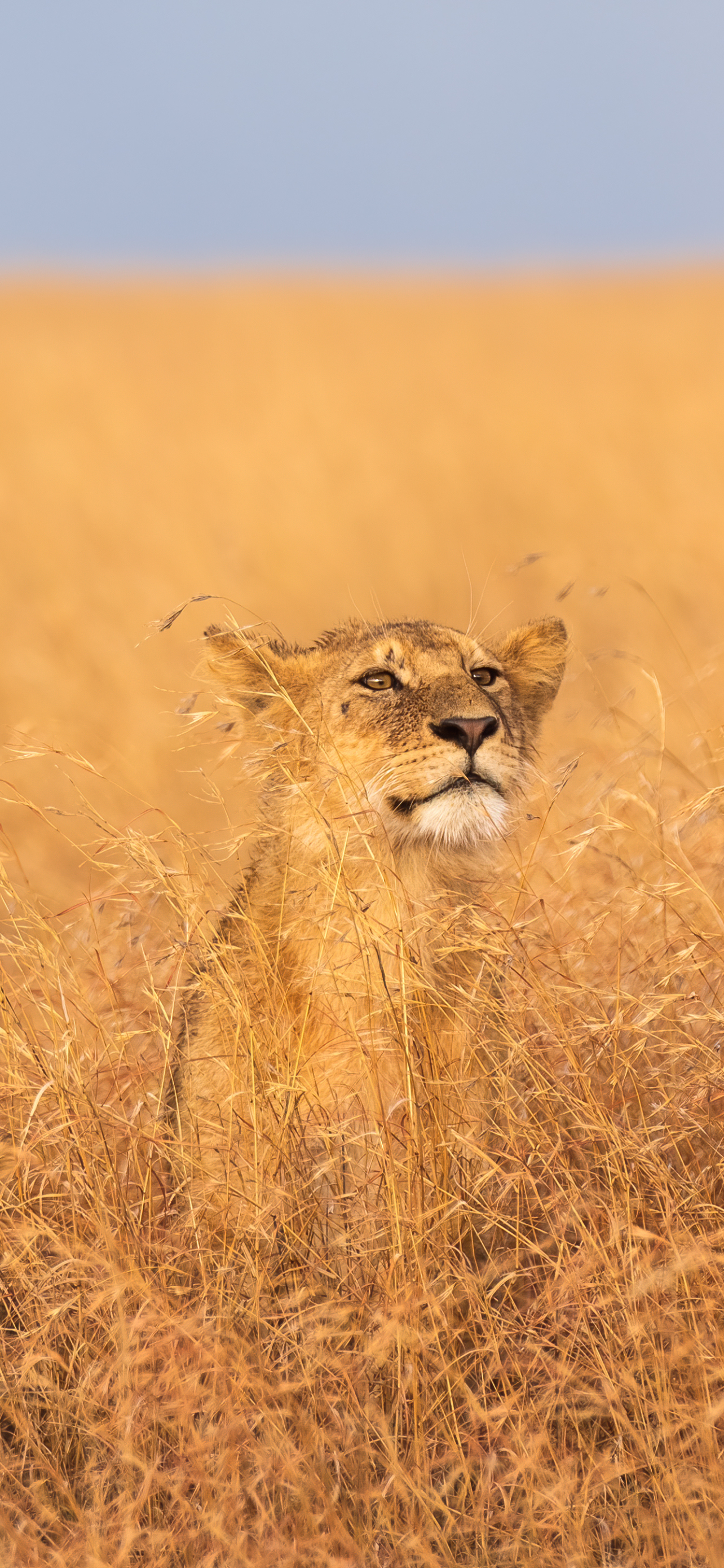 無料モバイル壁紙動物, ライオン, 猫, アフリカ, タンザニア, セレンゲティ国立公園をダウンロードします。