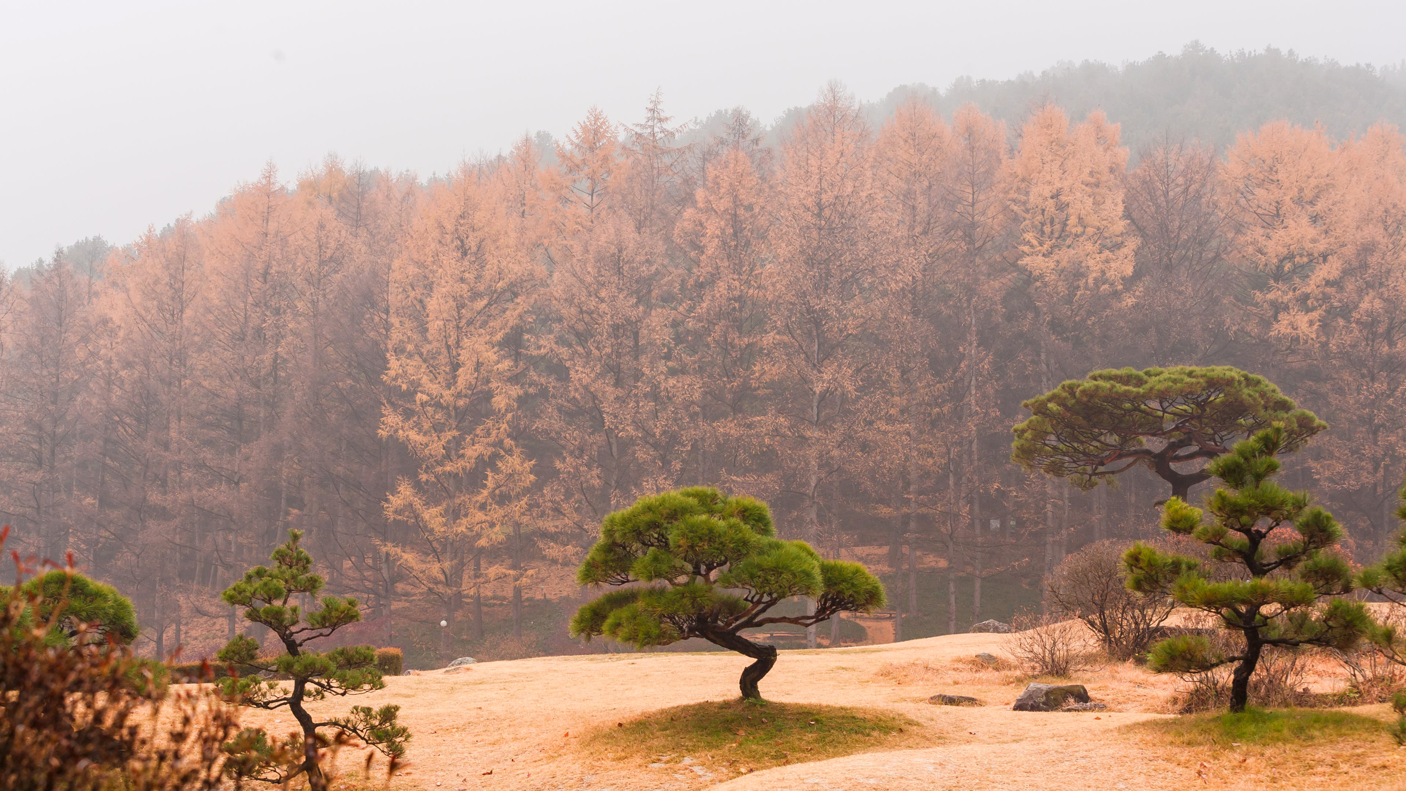 Téléchargez gratuitement l'image Forêt, Terre/nature sur le bureau de votre PC