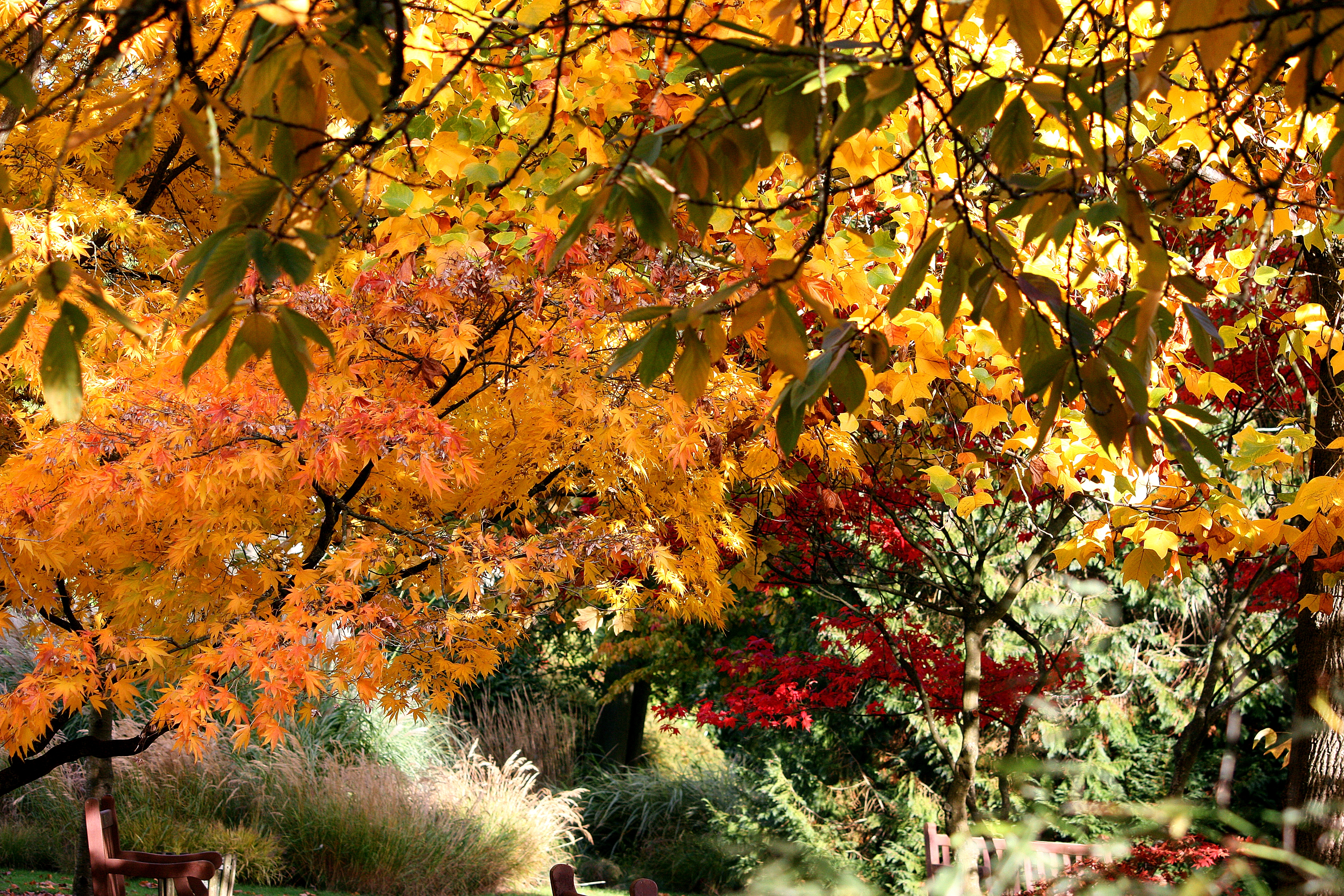 Handy-Wallpaper Natur, Bäume, Blätter, Herbst kostenlos herunterladen.