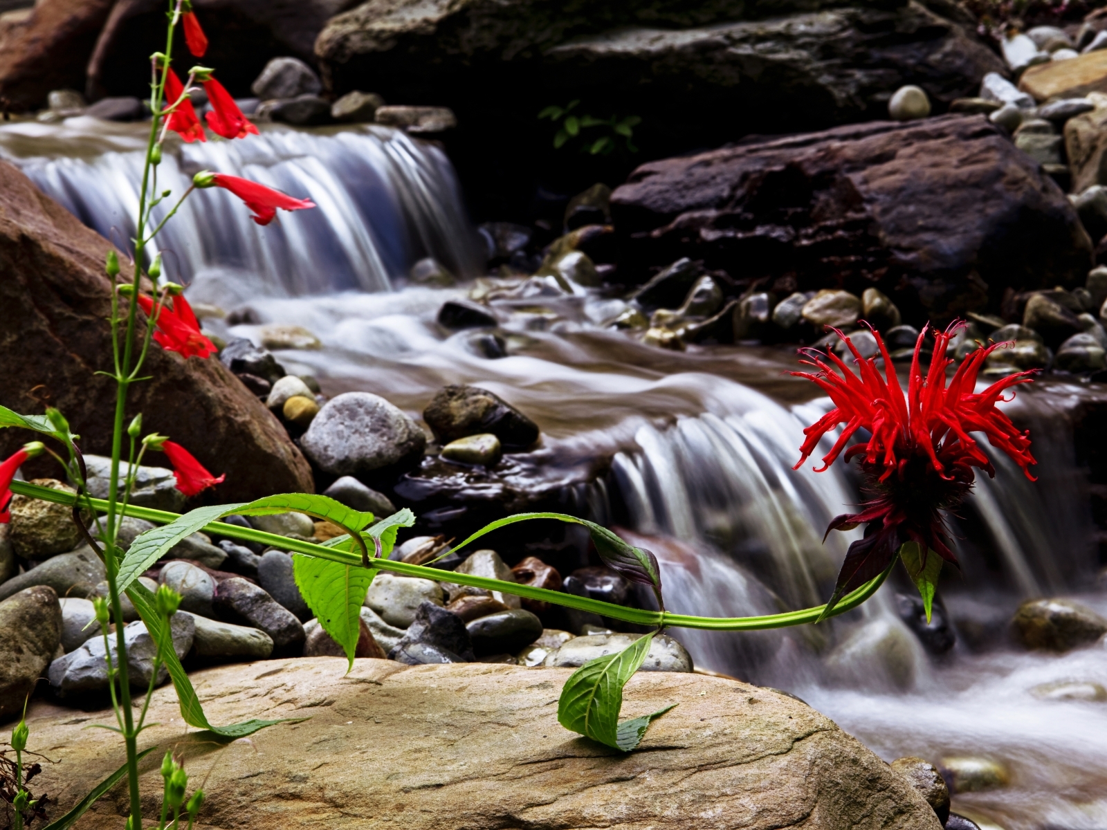 Download mobile wallpaper Plants, Flowers, Waterfalls for free.
