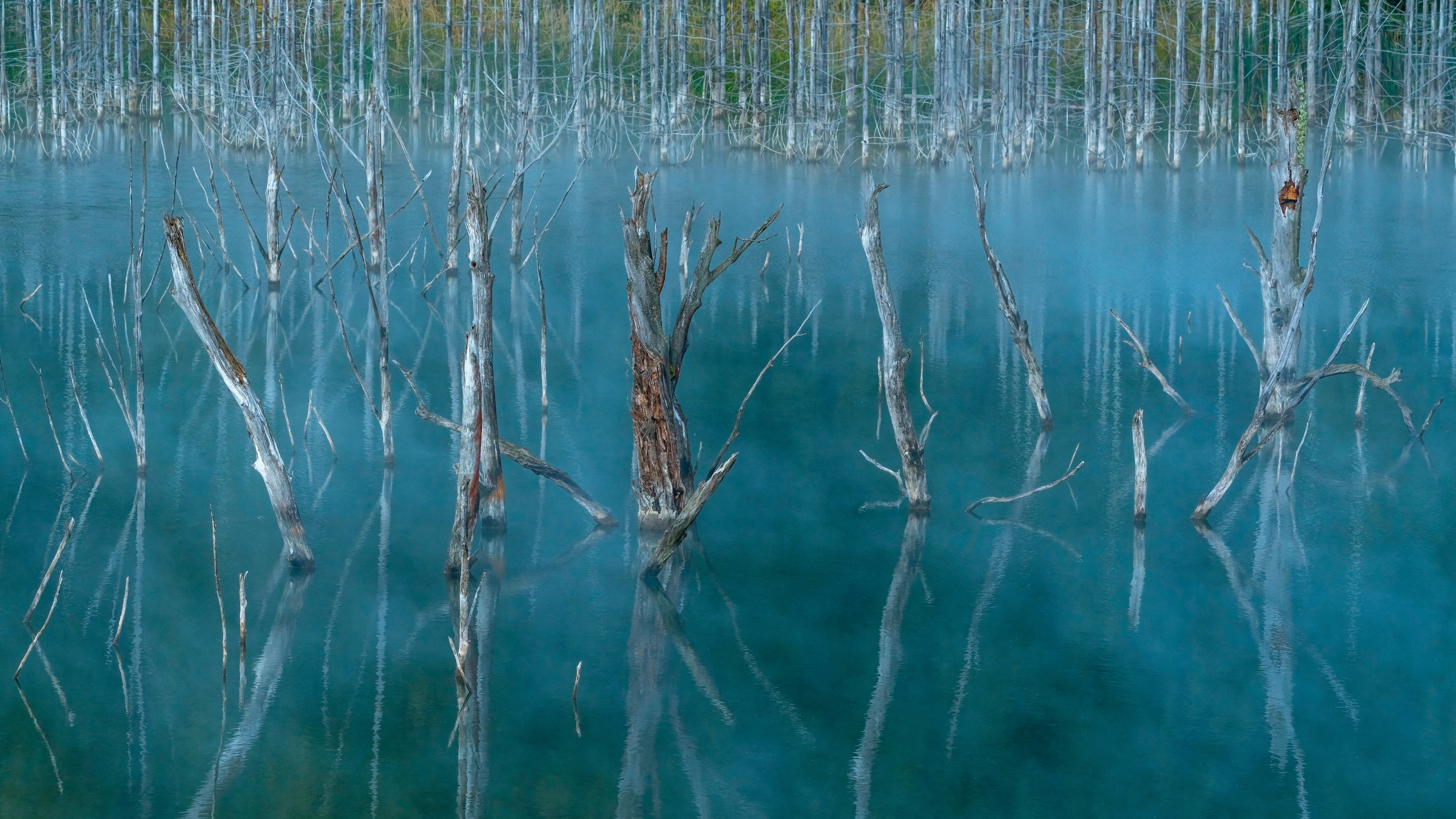 Baixe gratuitamente a imagem Natureza, Árvores, Pântano, Lago na área de trabalho do seu PC