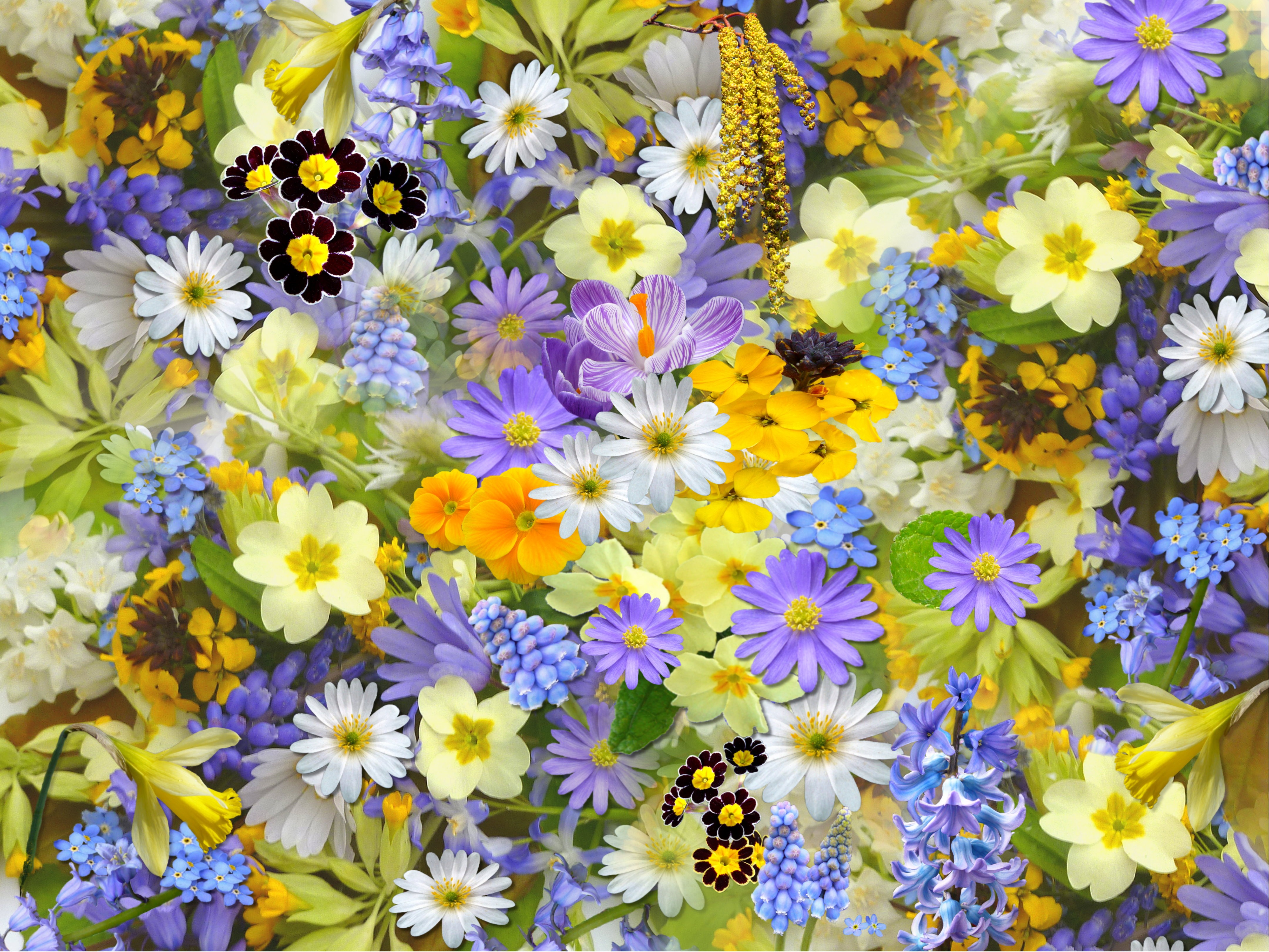 Laden Sie das Blumen, Blume, Frühling, Gelbe Blume, Weiße Blume, Lila Blume, Erde/natur-Bild kostenlos auf Ihren PC-Desktop herunter