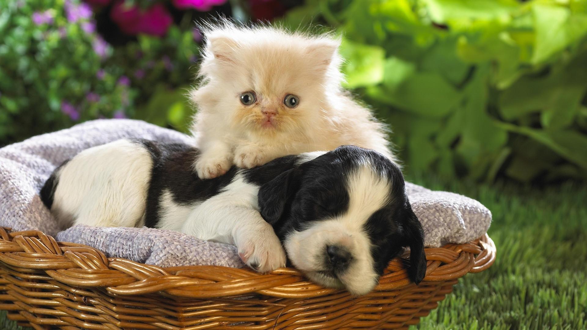 Download mobile wallpaper Kitten, Dog, Animal, Puppy, Cute for free.