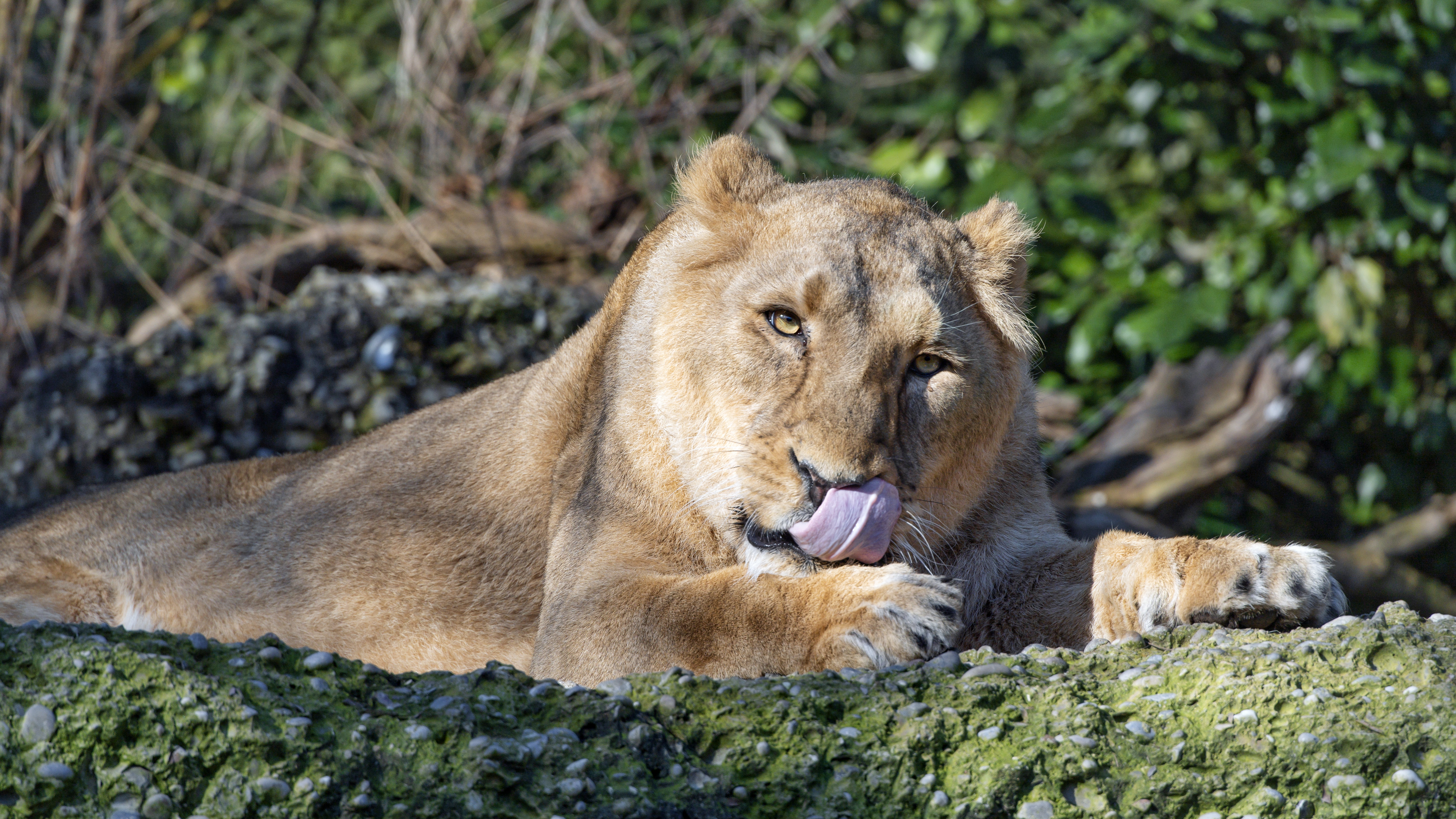 Free download wallpaper Animals, Predator, Lioness, Protruding Tongue, Tongue Stuck Out, Big Cat on your PC desktop