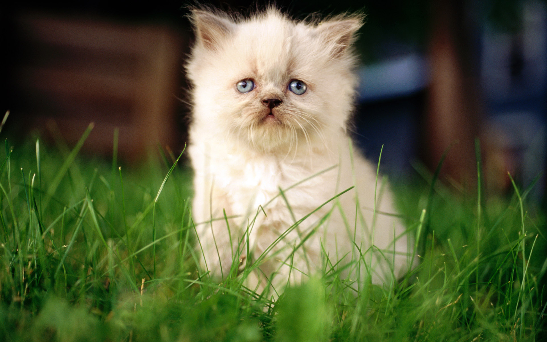 Baixe gratuitamente a imagem Animais, Gato na área de trabalho do seu PC