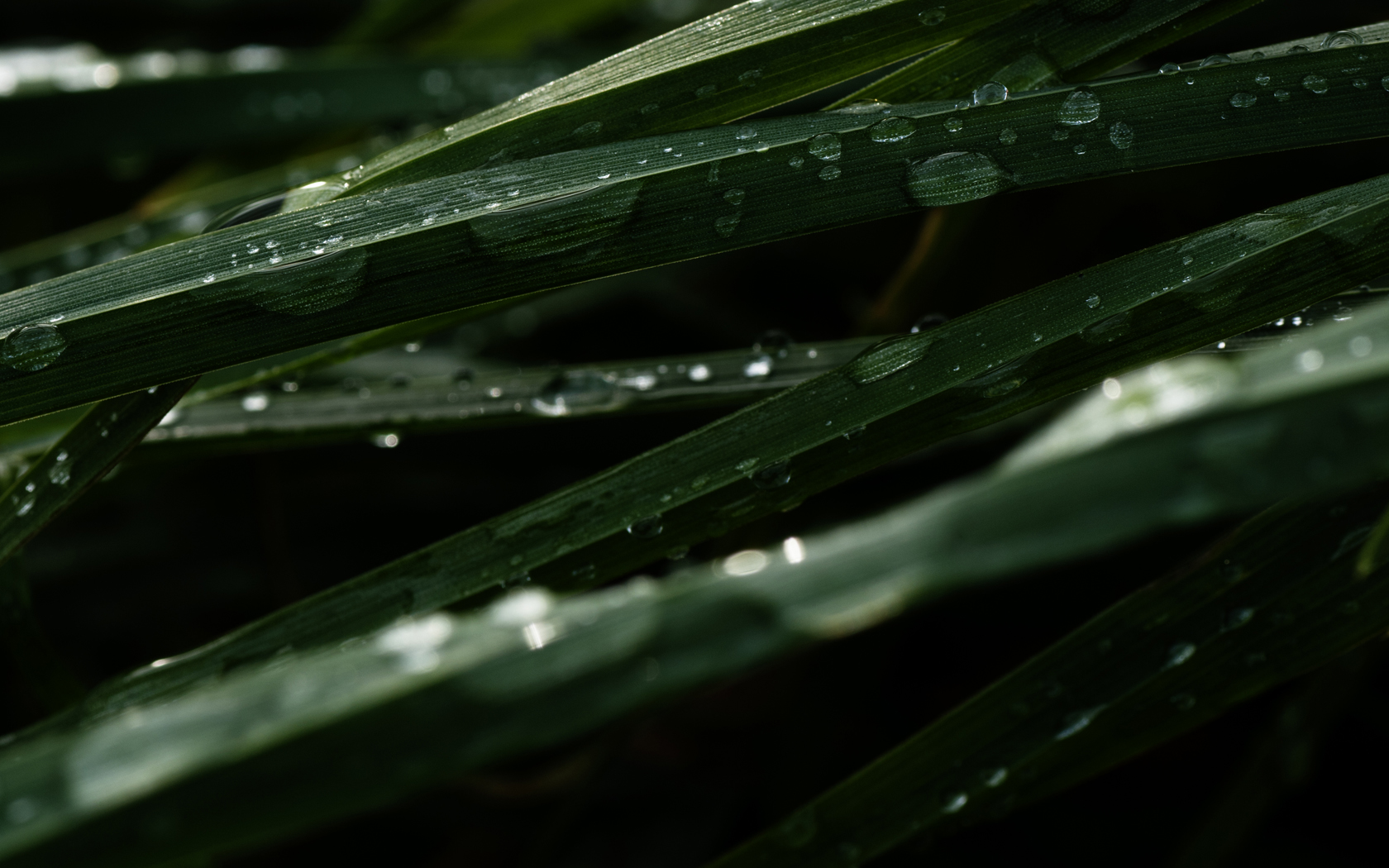 Download mobile wallpaper Water Drop, Macro, Photography, Grass for free.