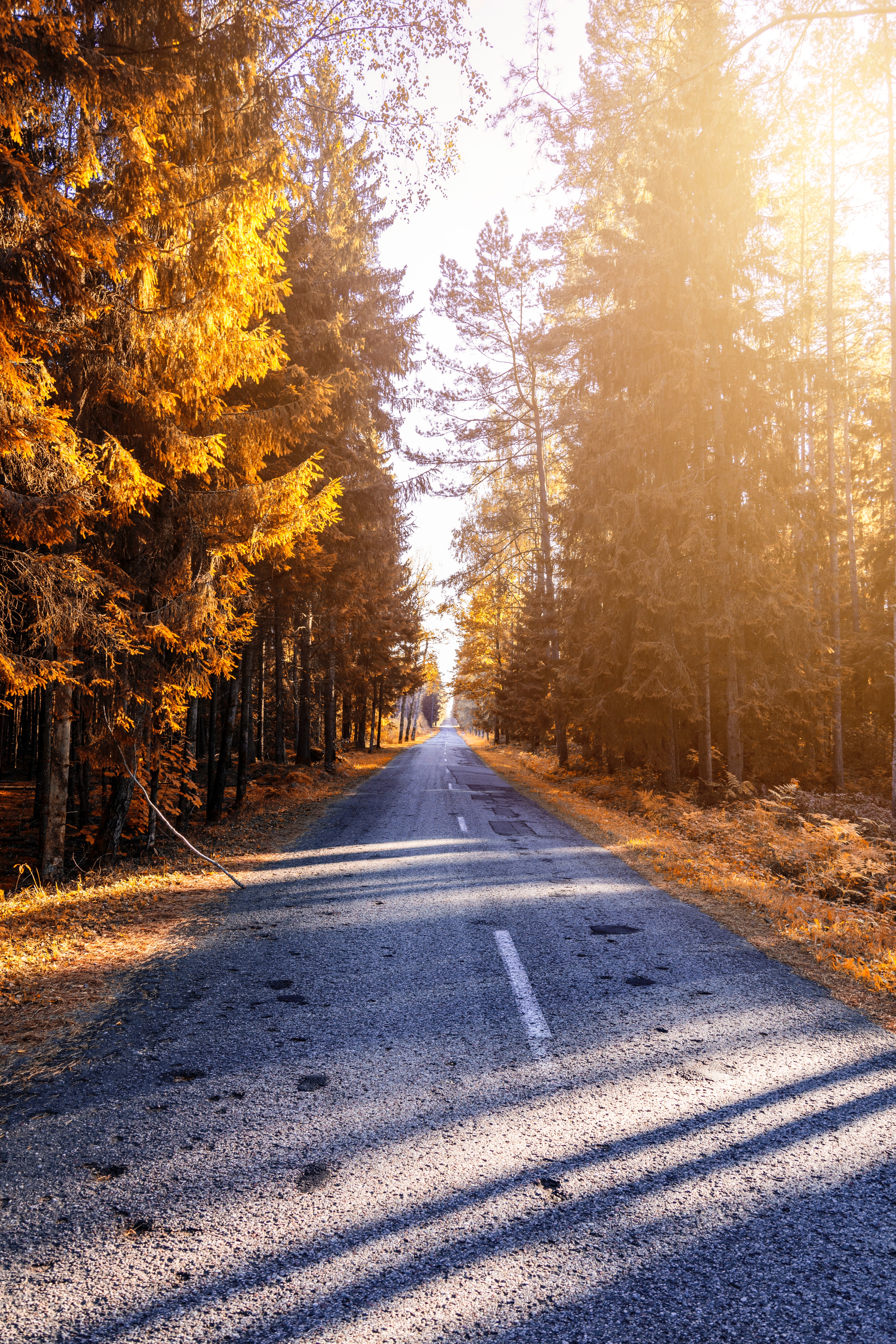 Free download wallpaper Autumn, Sunlight, Nature, Road, Forest on your PC desktop