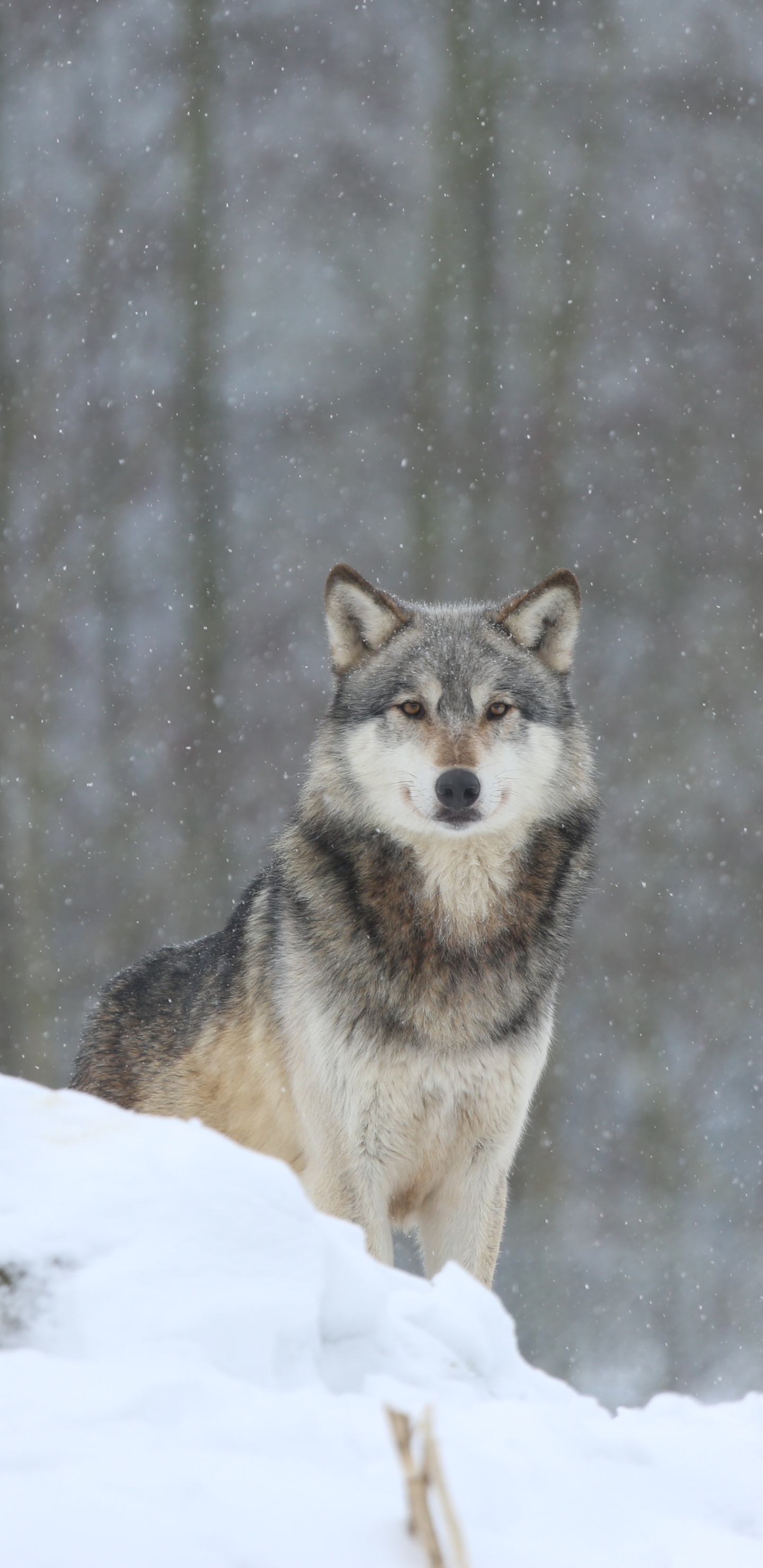 Descarga gratuita de fondo de pantalla para móvil de Animales, Invierno, Nieve, Lobo, Mirar Fijamente, Wolves.