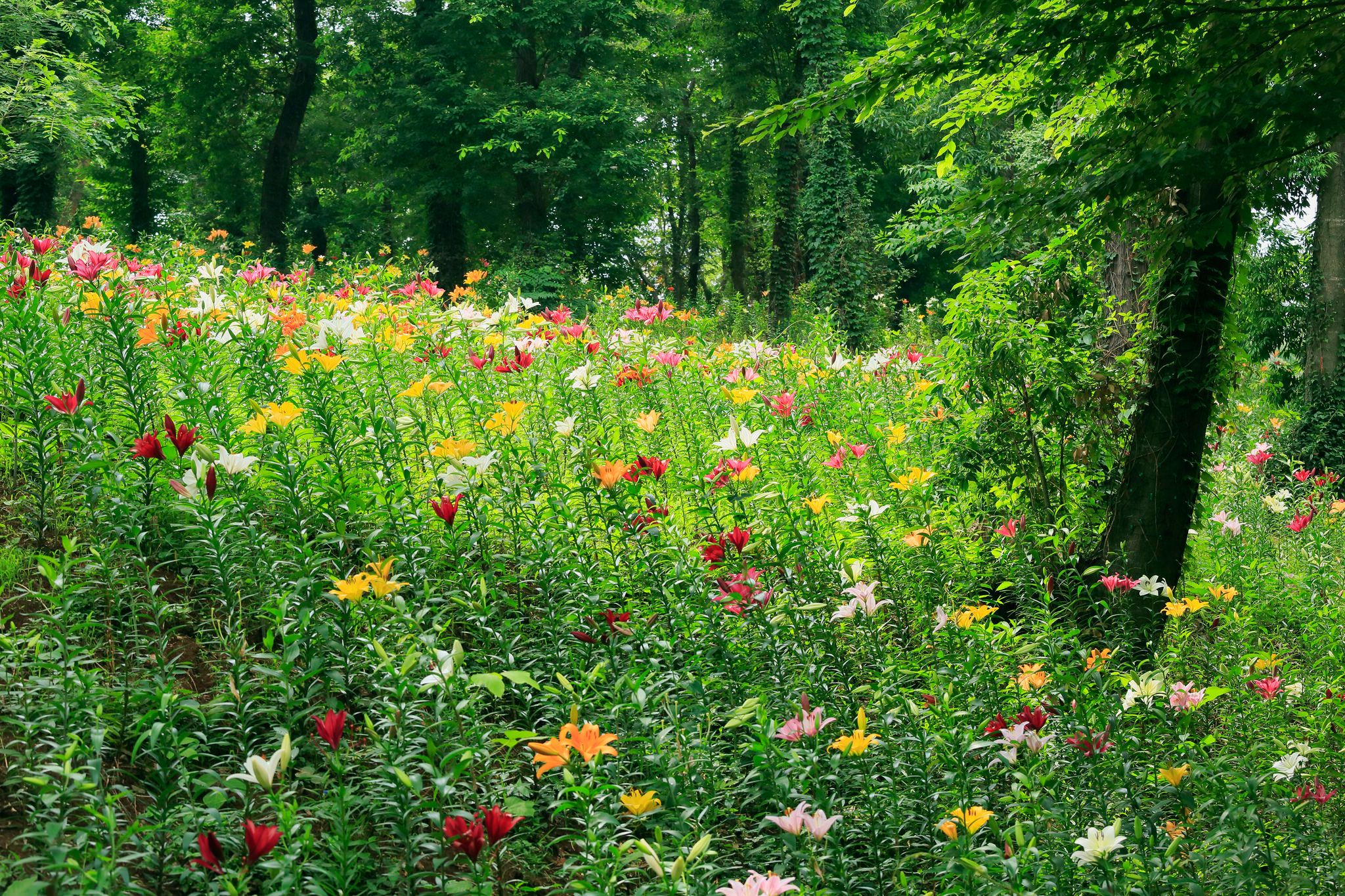 Téléchargez des papiers peints mobile Fleurs, Herbe, Fleur, Verdure, Prairie, Lys, Printemps, La Nature, Terre/nature gratuitement.