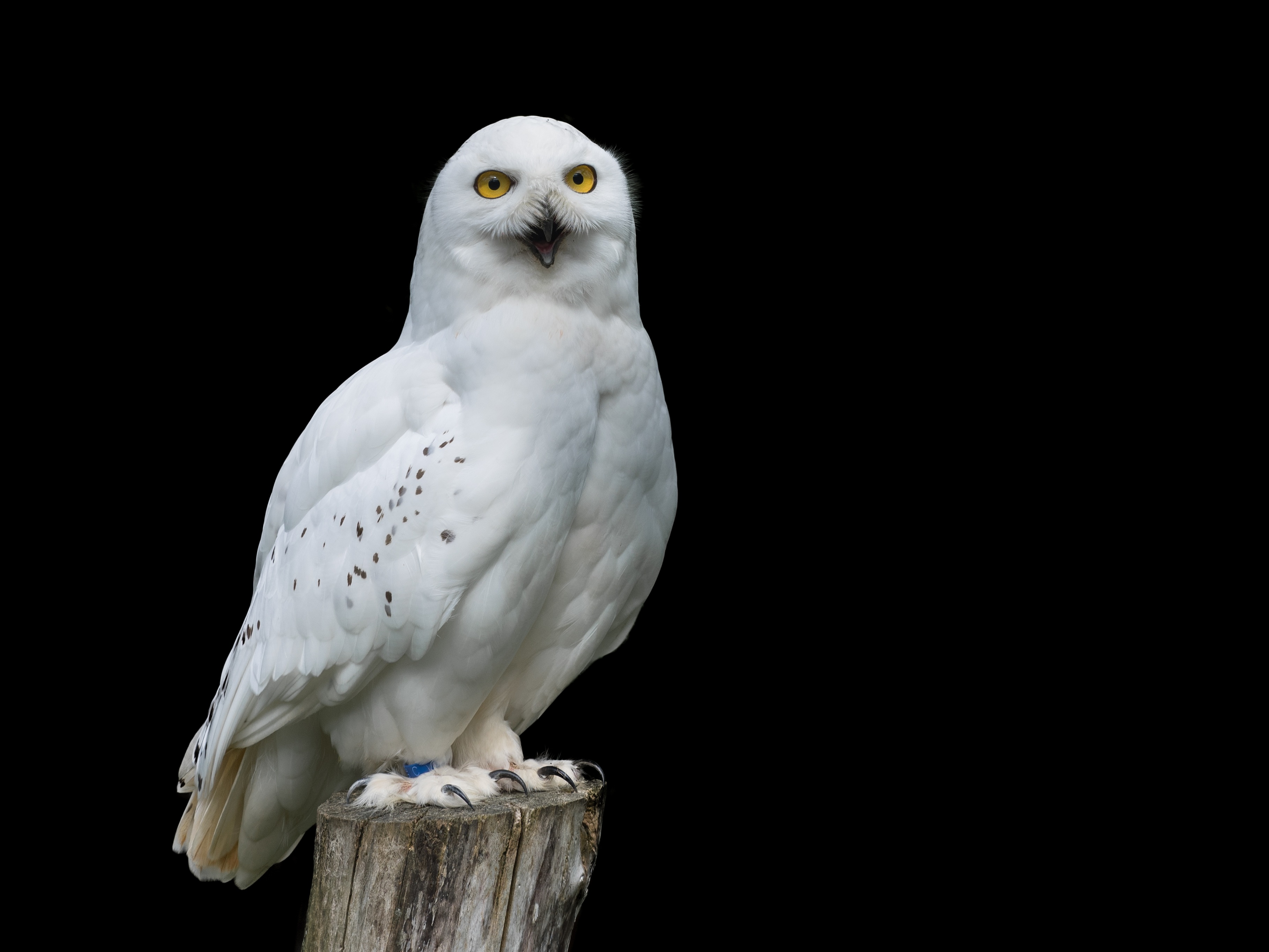 Free download wallpaper Birds, Owl, Bird, Animal, Portrait, Snowy Owl on your PC desktop