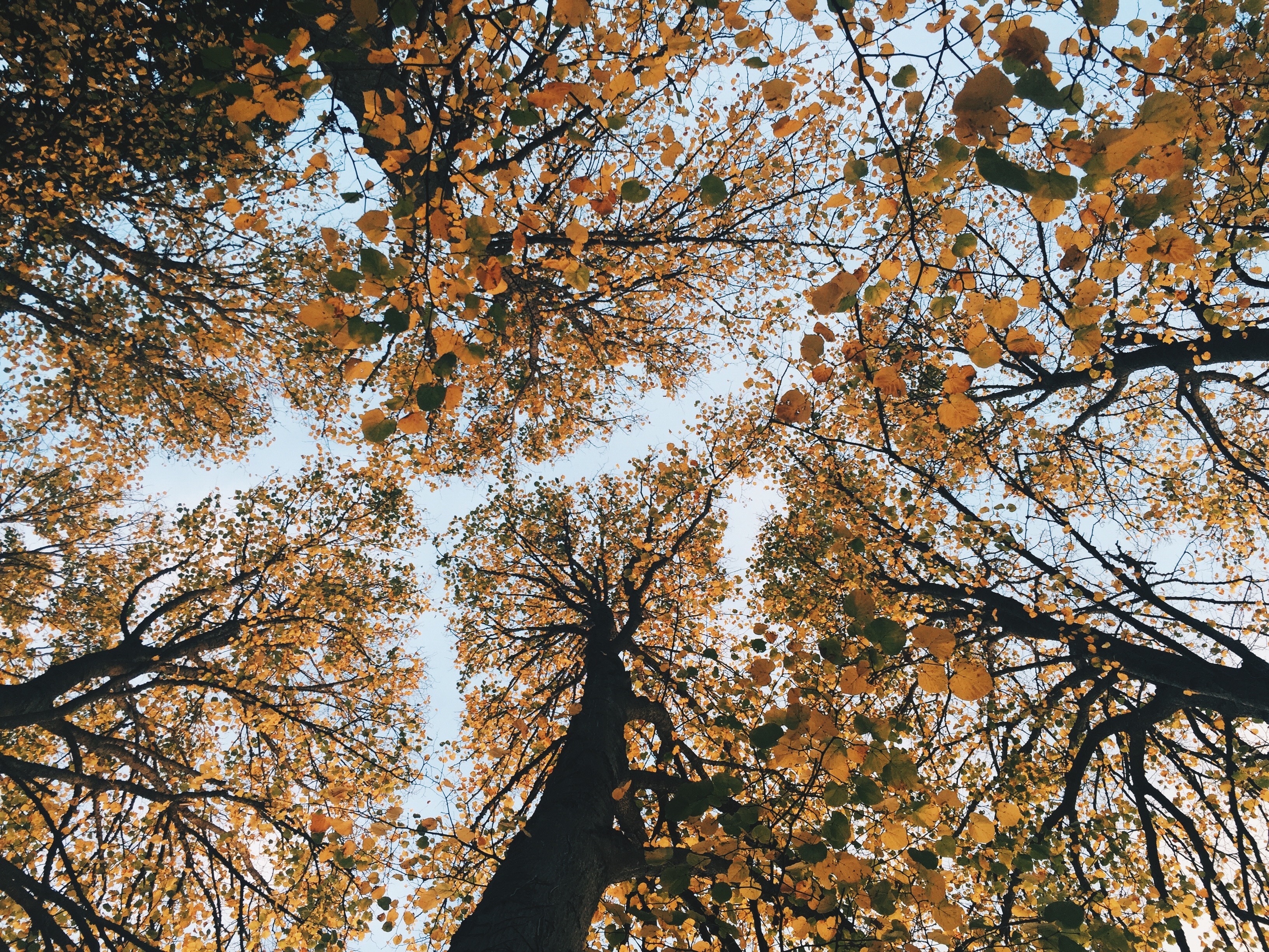 Скачати мобільні шпалери Дерева, Вид Знизу, Природа, Осінь безкоштовно.