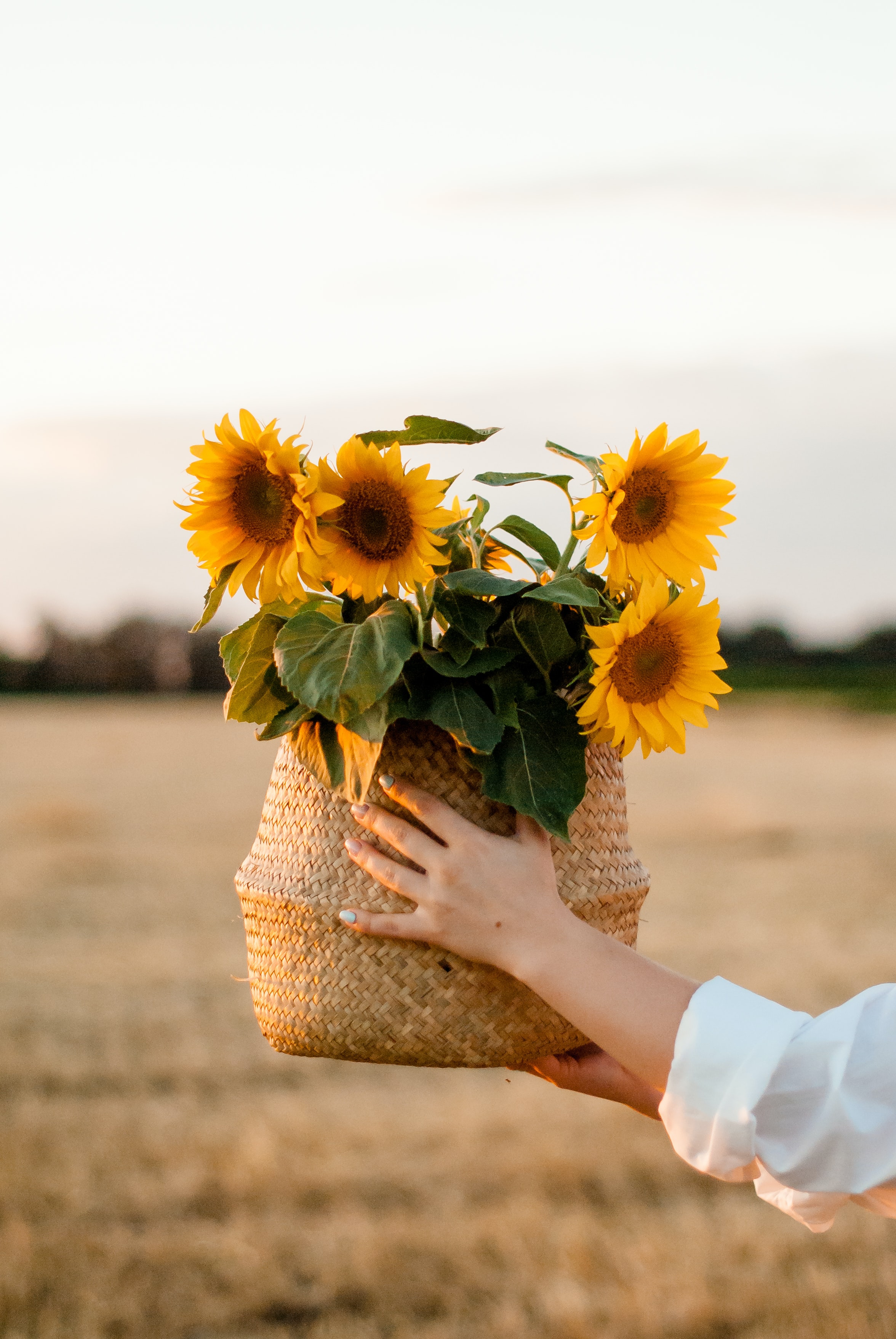 Laden Sie das Hände, Korb, Blumen, Sonnenblumen-Bild kostenlos auf Ihren PC-Desktop herunter