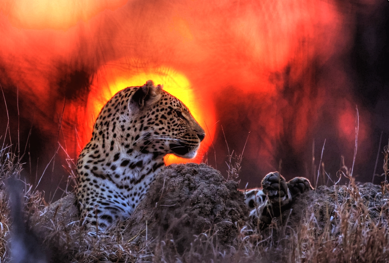 Download mobile wallpaper Cats, Leopard, Animal for free.