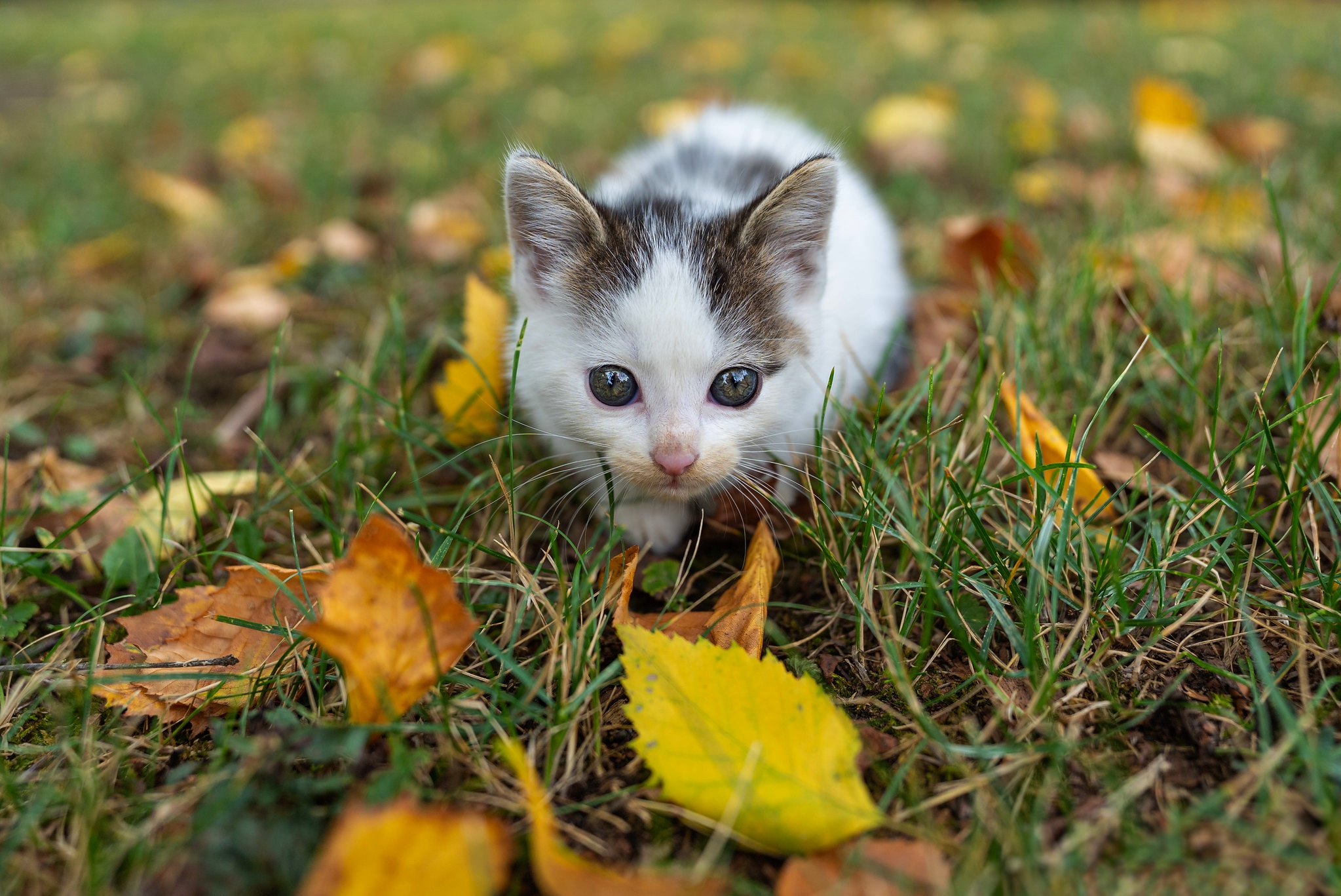 Descarga gratis la imagen Animales, Gatos, Gato, Gatito, Bebe Animal en el escritorio de tu PC