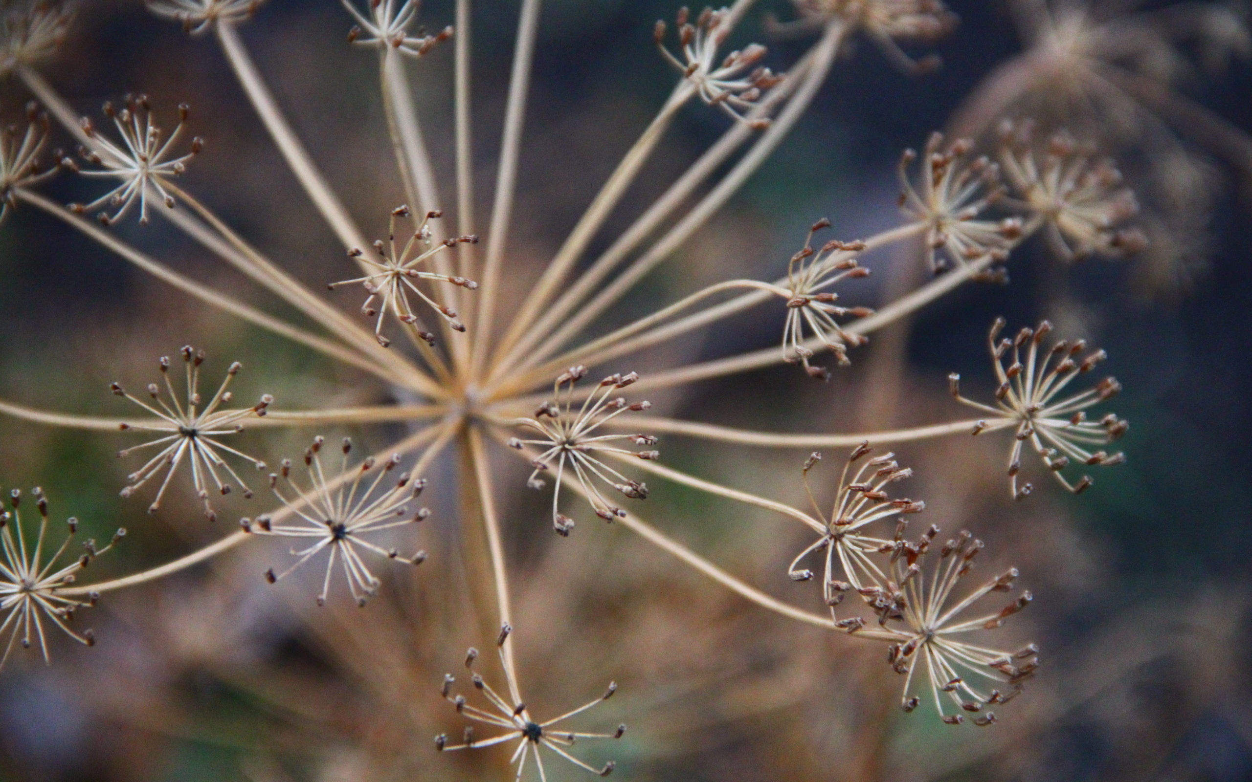 Laden Sie das Erde/natur, Planze-Bild kostenlos auf Ihren PC-Desktop herunter