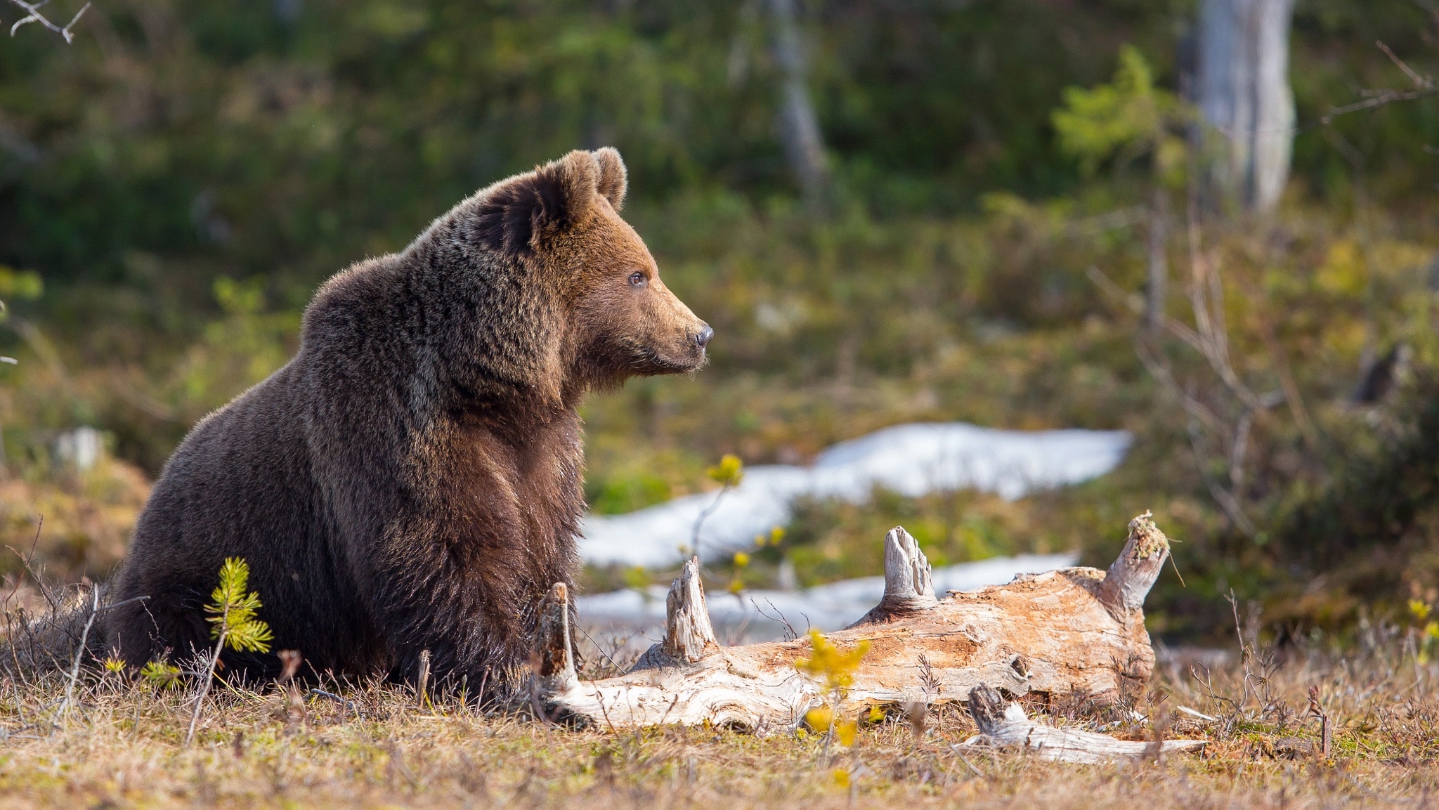 Free download wallpaper Bears, Bear, Animal, Depth Of Field on your PC desktop