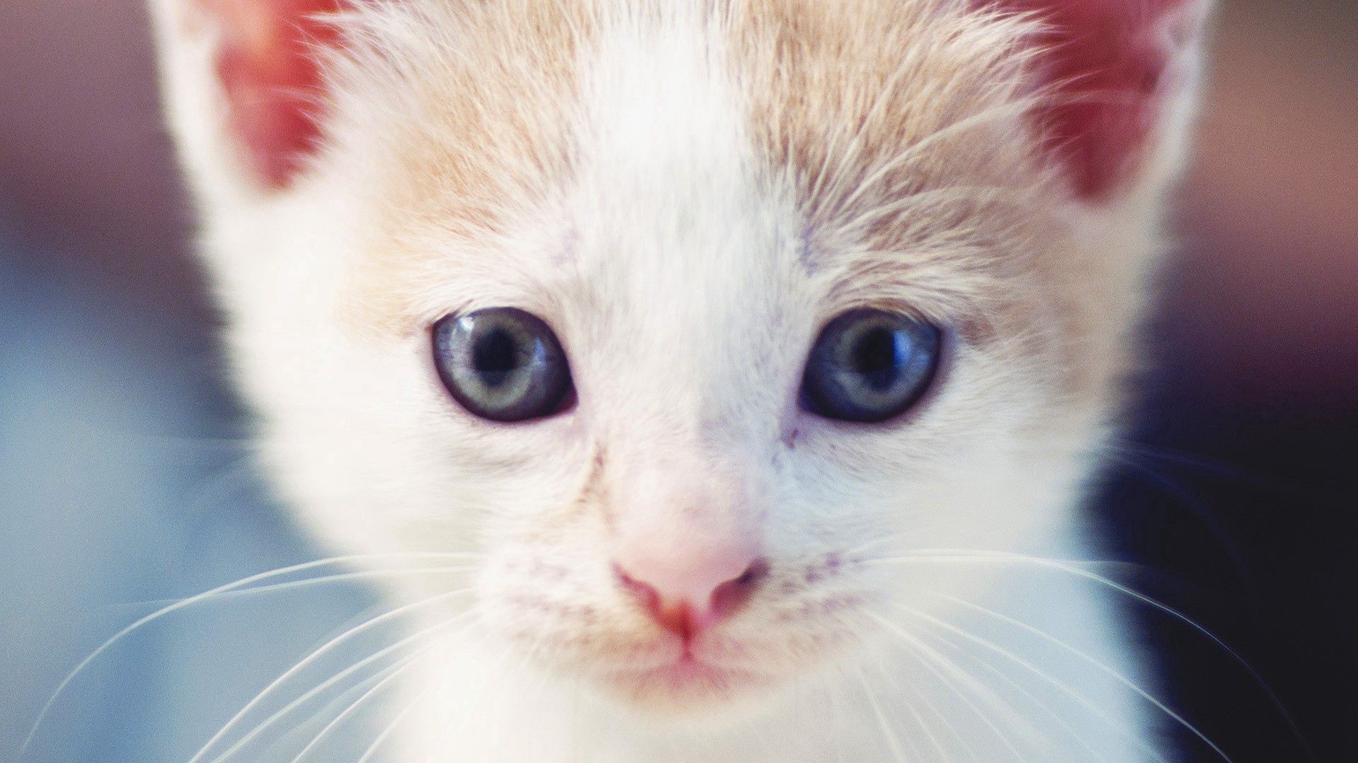 Download mobile wallpaper Kitty, Muzzle, Opinion, Sight, Animals, Kitten, Light Coloured, Light for free.