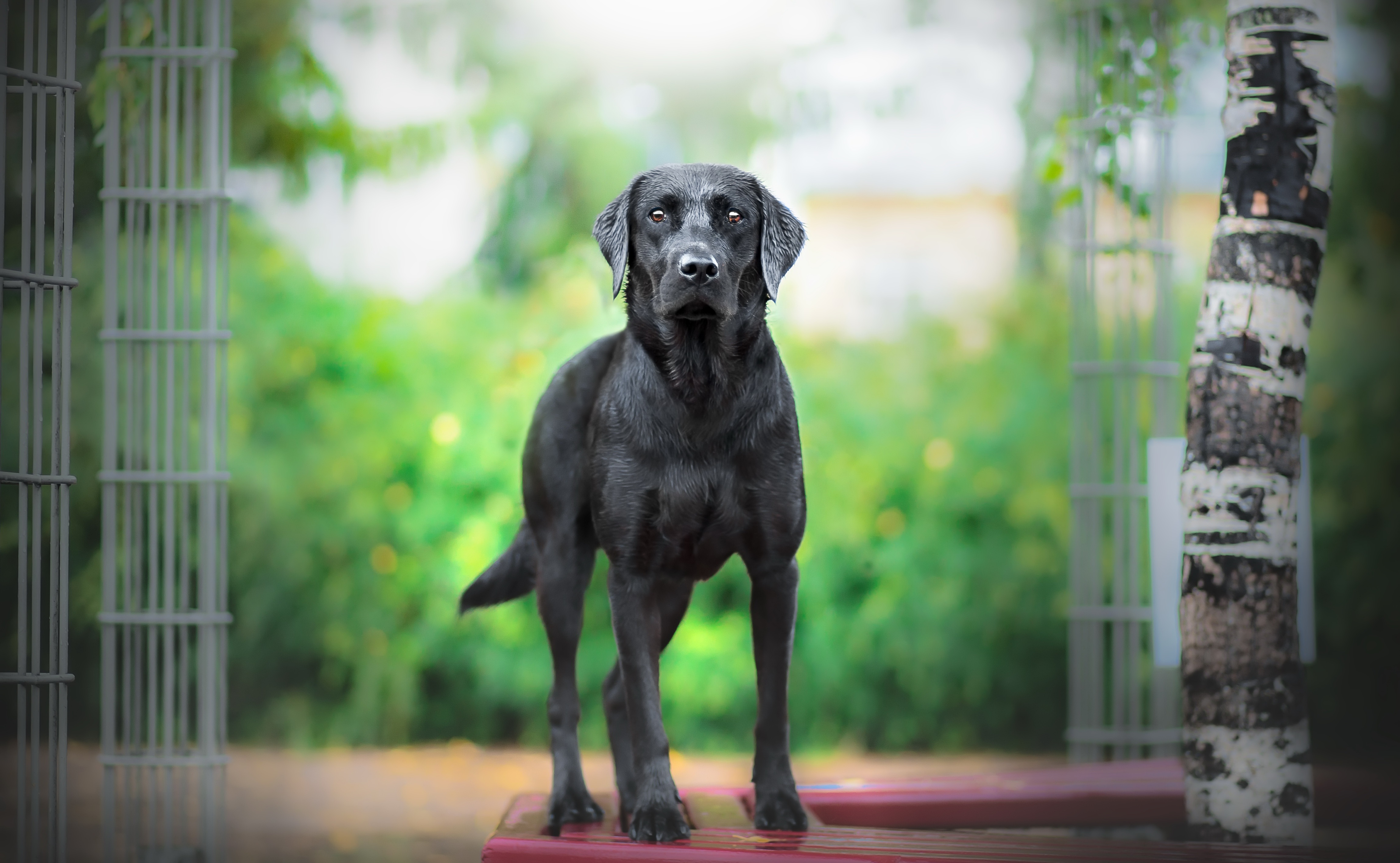 Free download wallpaper Dogs, Dog, Animal, Labrador, Stare, Depth Of Field on your PC desktop
