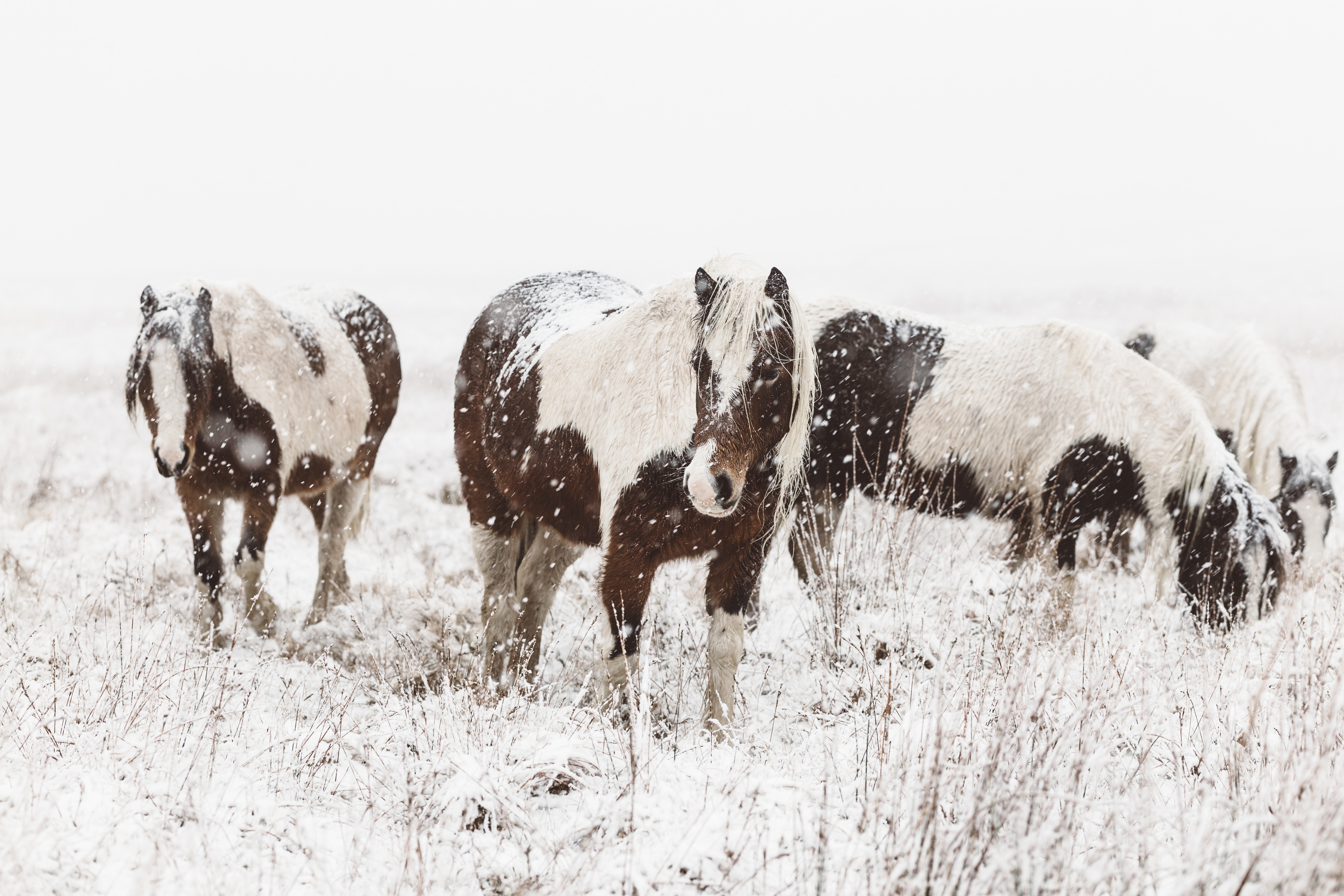 無料モバイル壁紙動物, 冬, 馬, 雪, 降雪をダウンロードします。