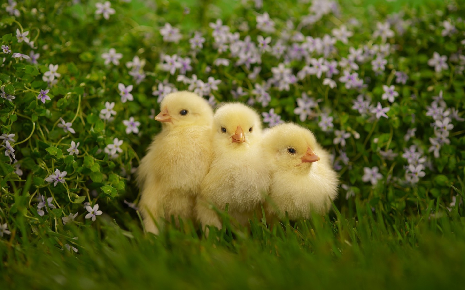 fluffy, animal, chicken, chick, cute, flower, birds