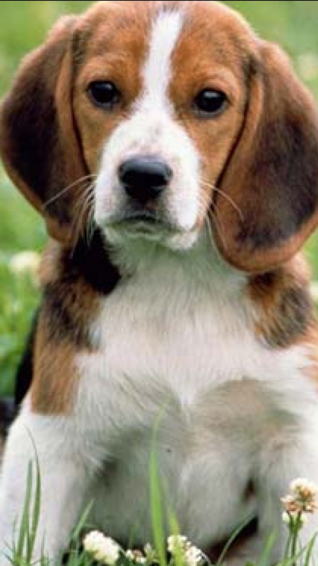 Handy-Wallpaper Tiere, Hunde, Süß, Beagle kostenlos herunterladen.