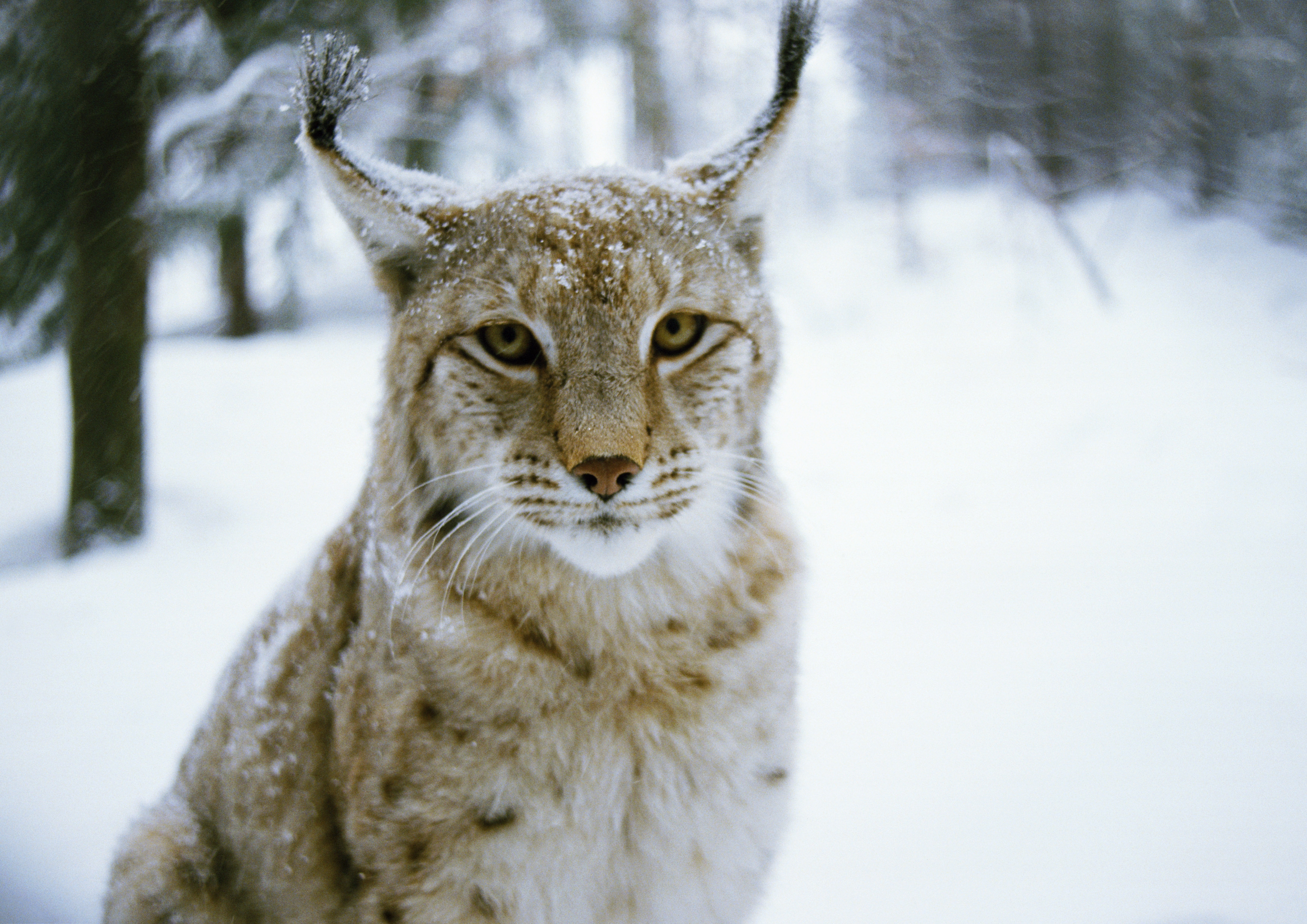 Laden Sie das Iris, Wald, Raubtier, Predator, Tiere, Katze, Winter-Bild kostenlos auf Ihren PC-Desktop herunter