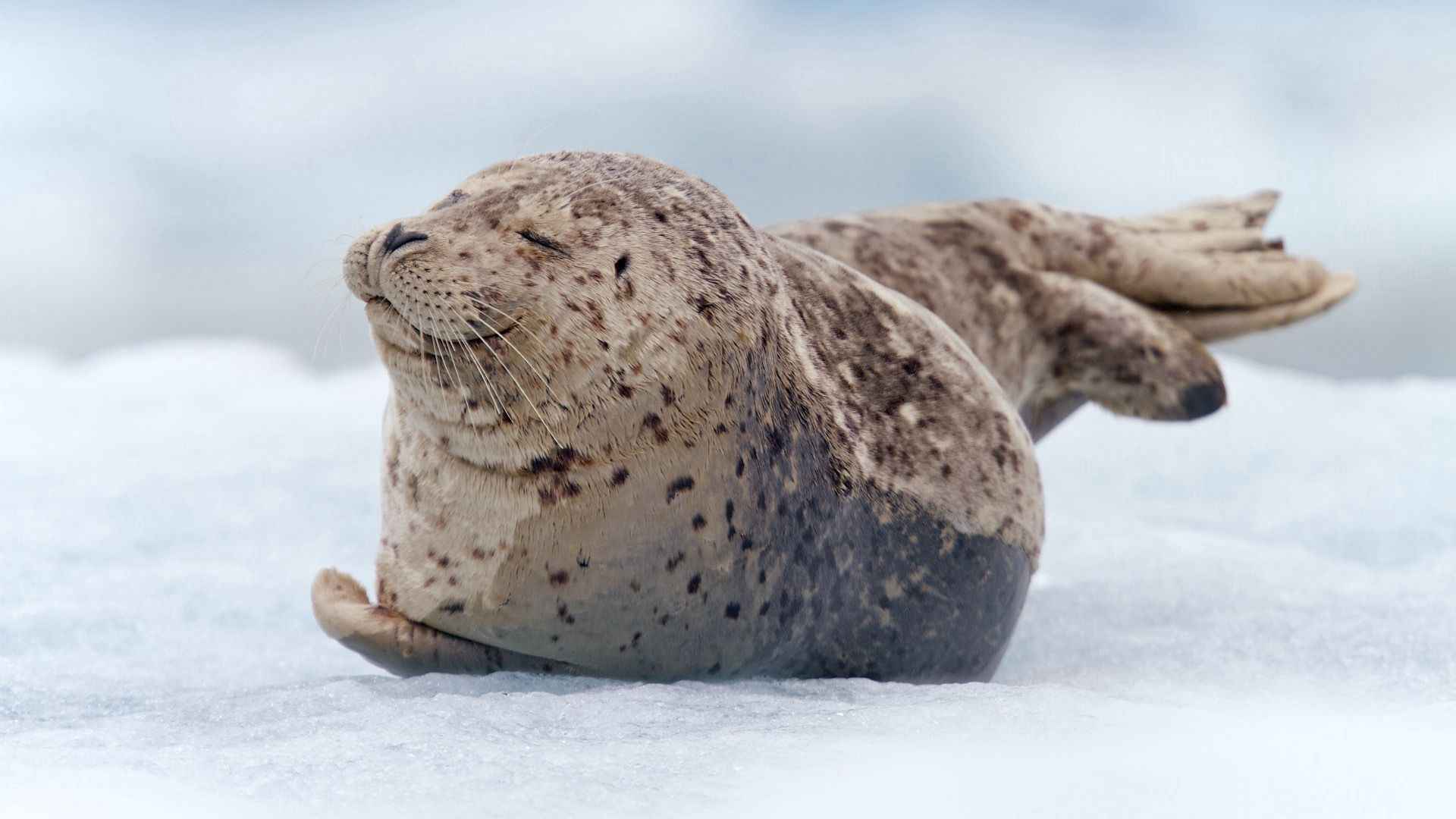 animals, snow, to lie down, lie, seal, walrus