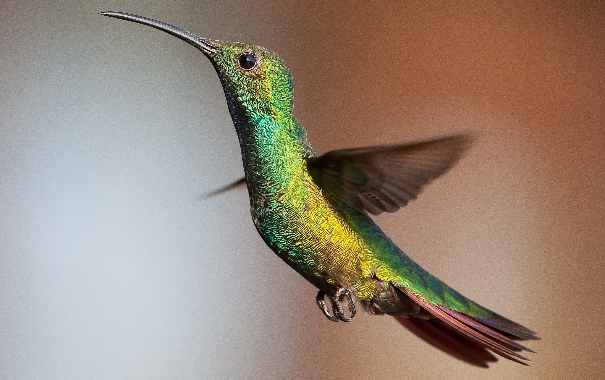 無料モバイル壁紙ハチドリ, フライト, 鳥, 動物, 翼をダウンロードします。