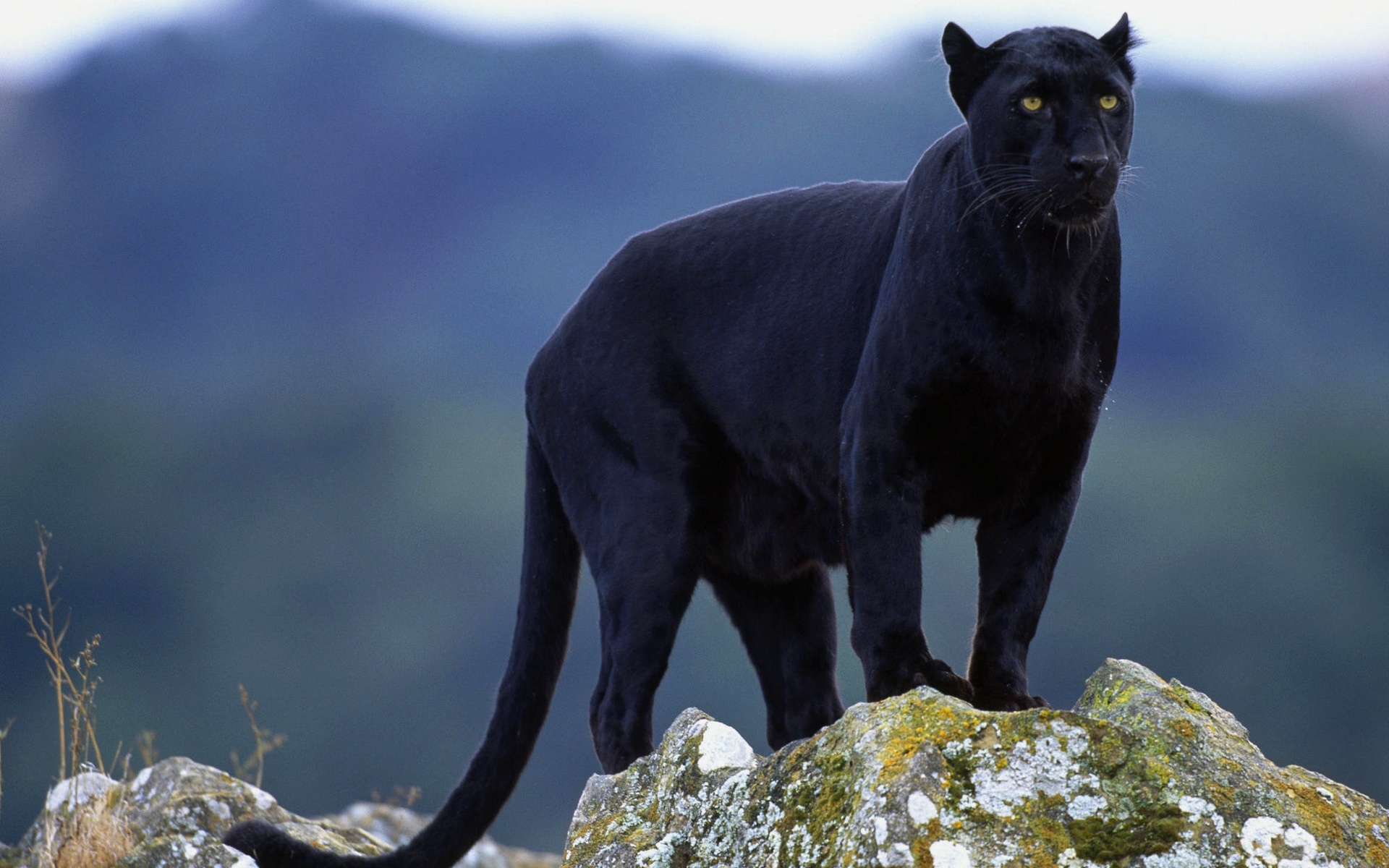 Free download wallpaper Animal, Black Panther on your PC desktop