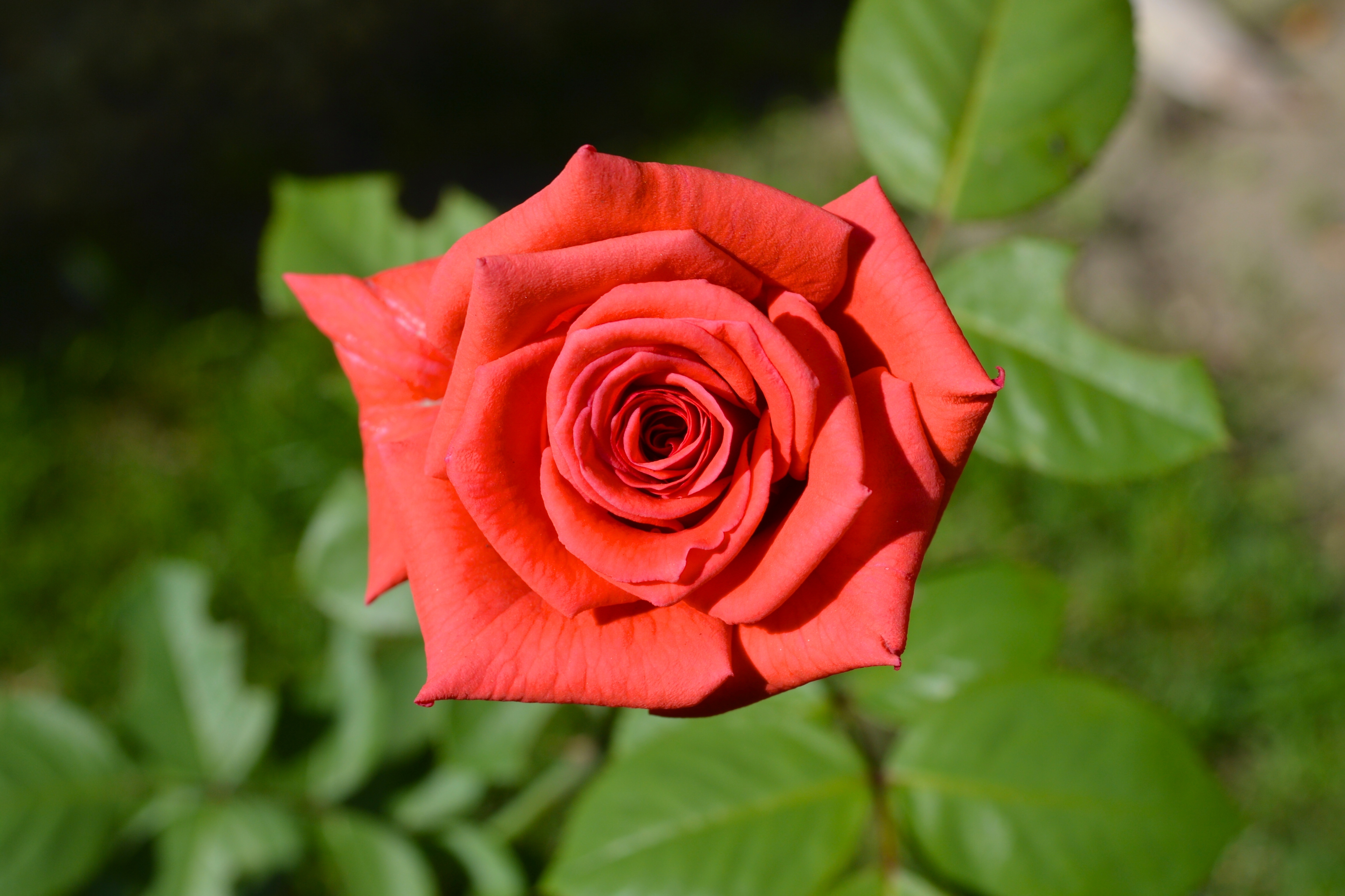 Descarga gratis la imagen Naturaleza, Flores, Rosa, Flor, Flor Roja, Tierra/naturaleza, Difuminado en el escritorio de tu PC
