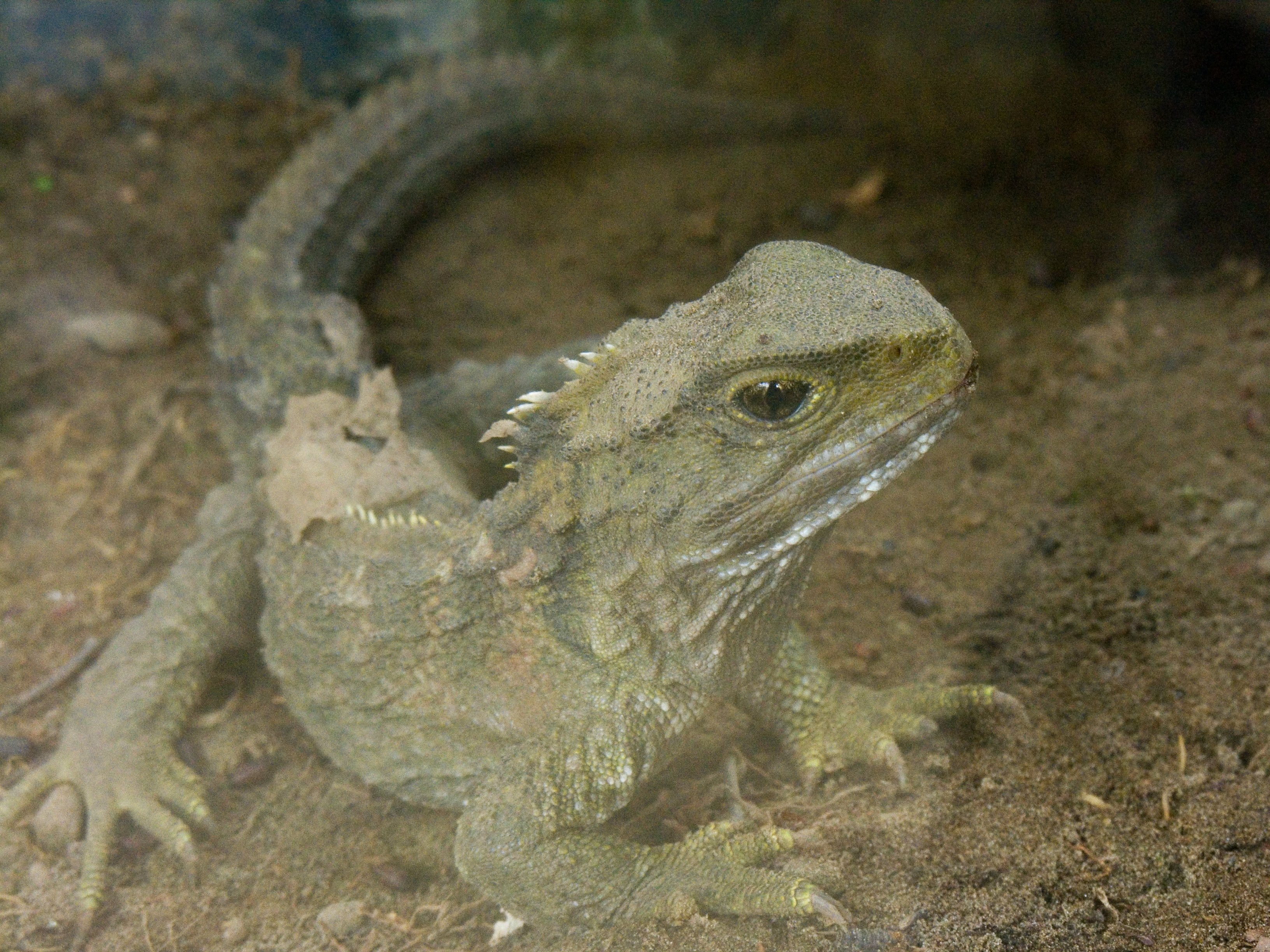 Handy-Wallpaper Tuatara, Eidechse, Reptilien, Tiere kostenlos herunterladen.