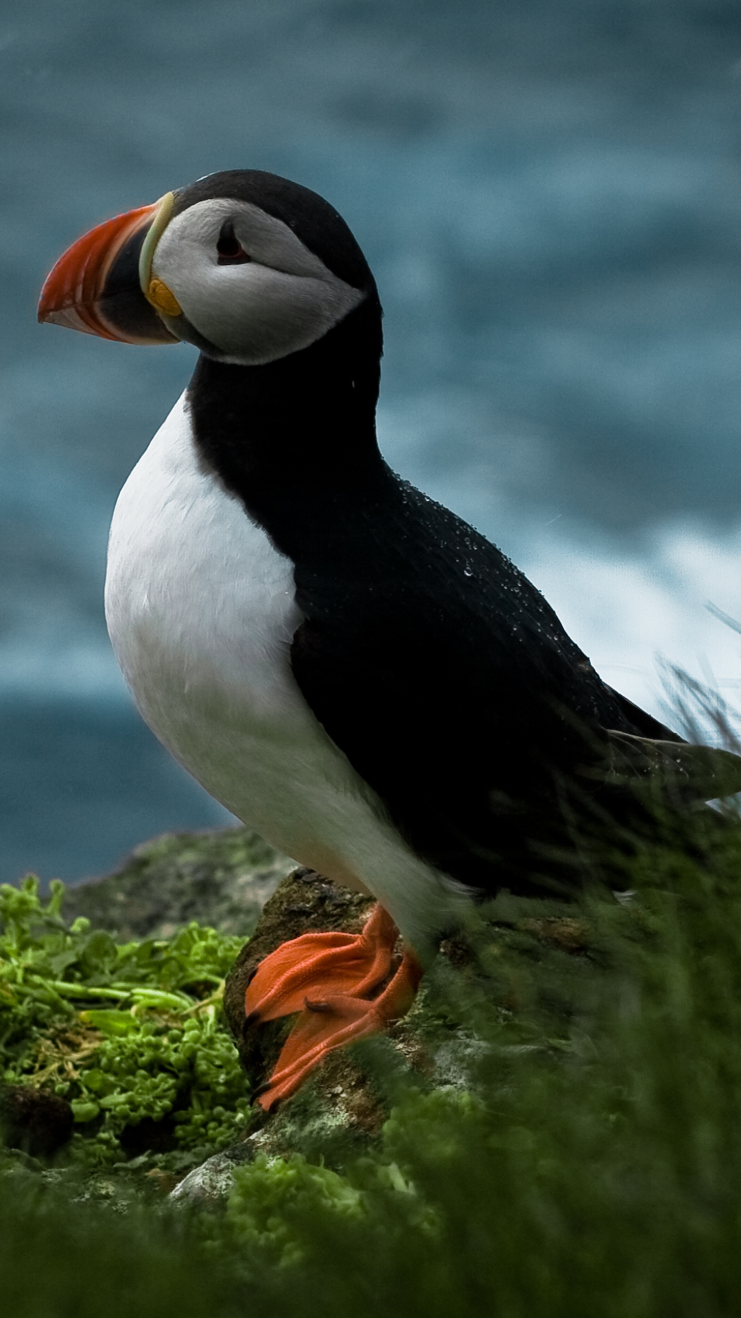 Descarga gratuita de fondo de pantalla para móvil de Animales, Aves, Frailecillo.