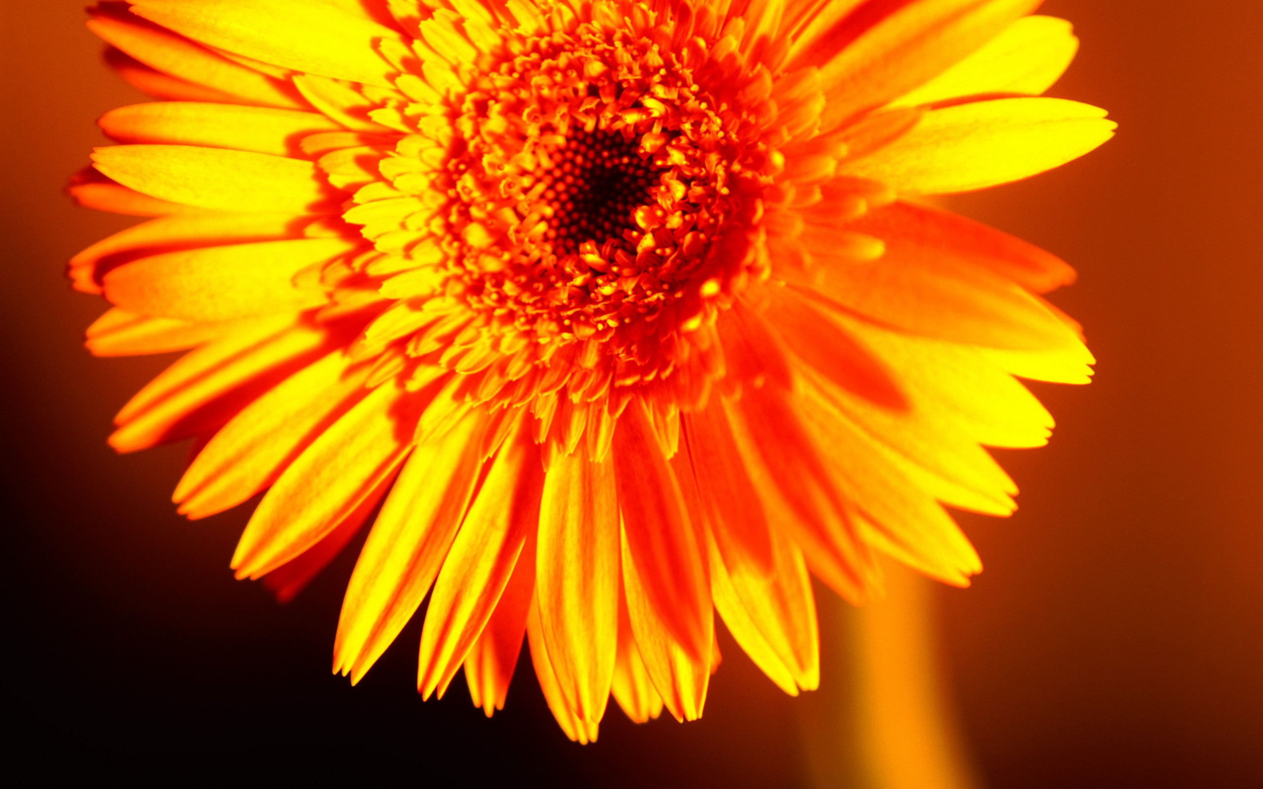 Free download wallpaper Flowers, Flower, Earth, Gerbera on your PC desktop