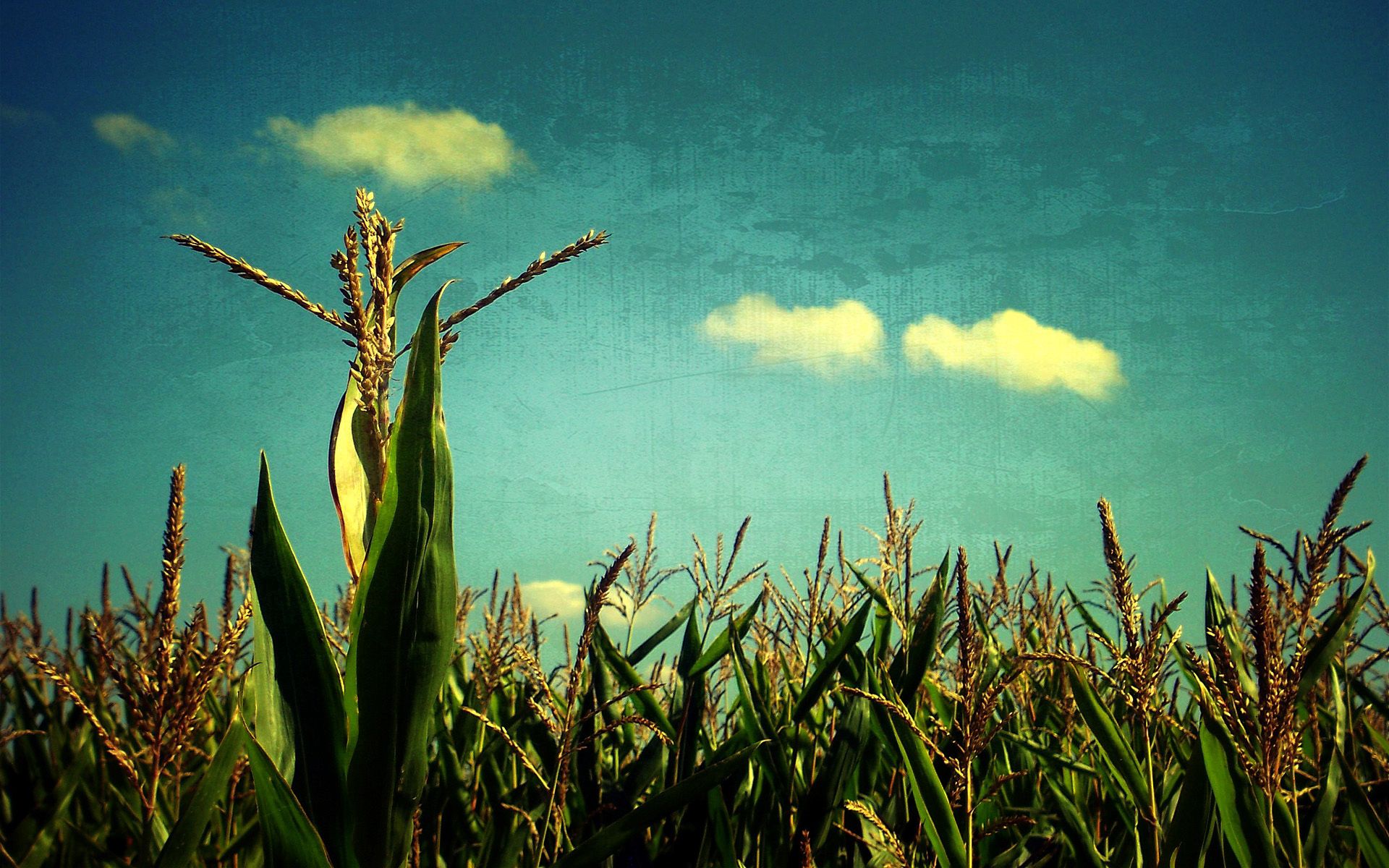 110518 завантажити картинку поле, природа, небо, синій, мистецтво, урожай, блакитне, кукурудза - шпалери і заставки безкоштовно