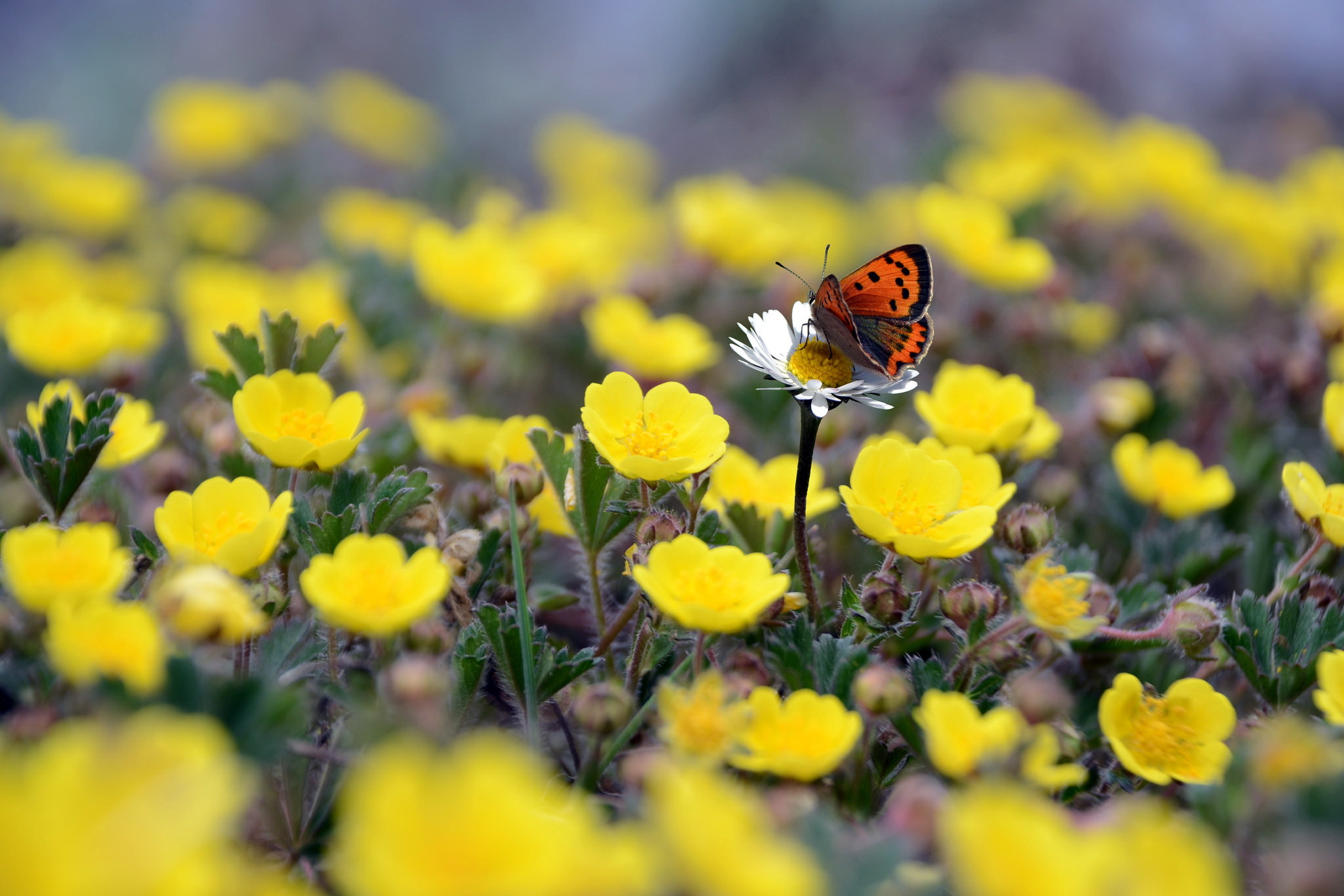 Handy-Wallpaper Tiere, Schmetterlinge, Blume, Insekt, Verwischen, Gelbe Blume, Weiße Blume kostenlos herunterladen.