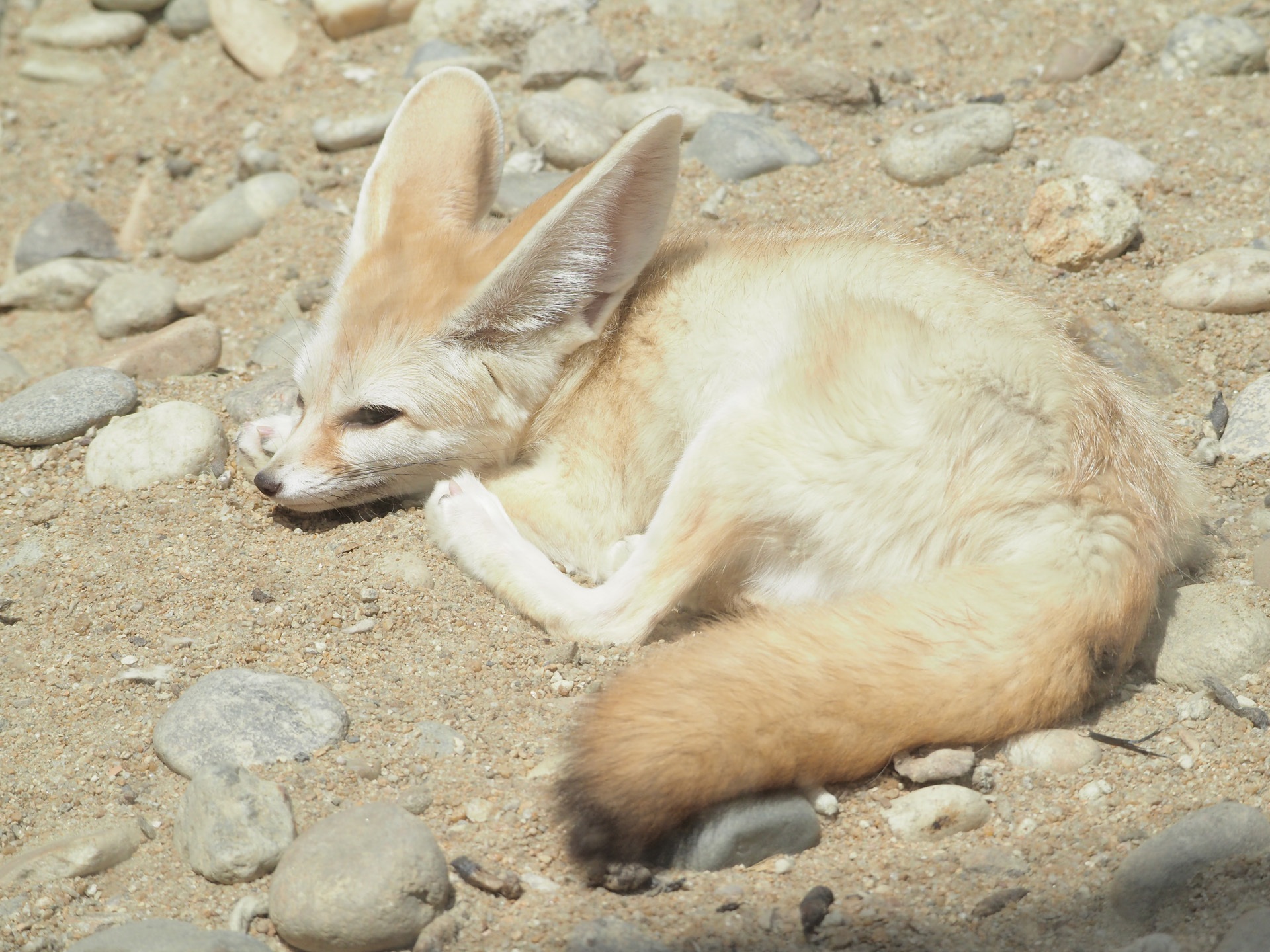 無料モバイル壁紙動物, 動物園, 狐, 哺乳類, フェネックキツネ, 砂, 休憩中をダウンロードします。